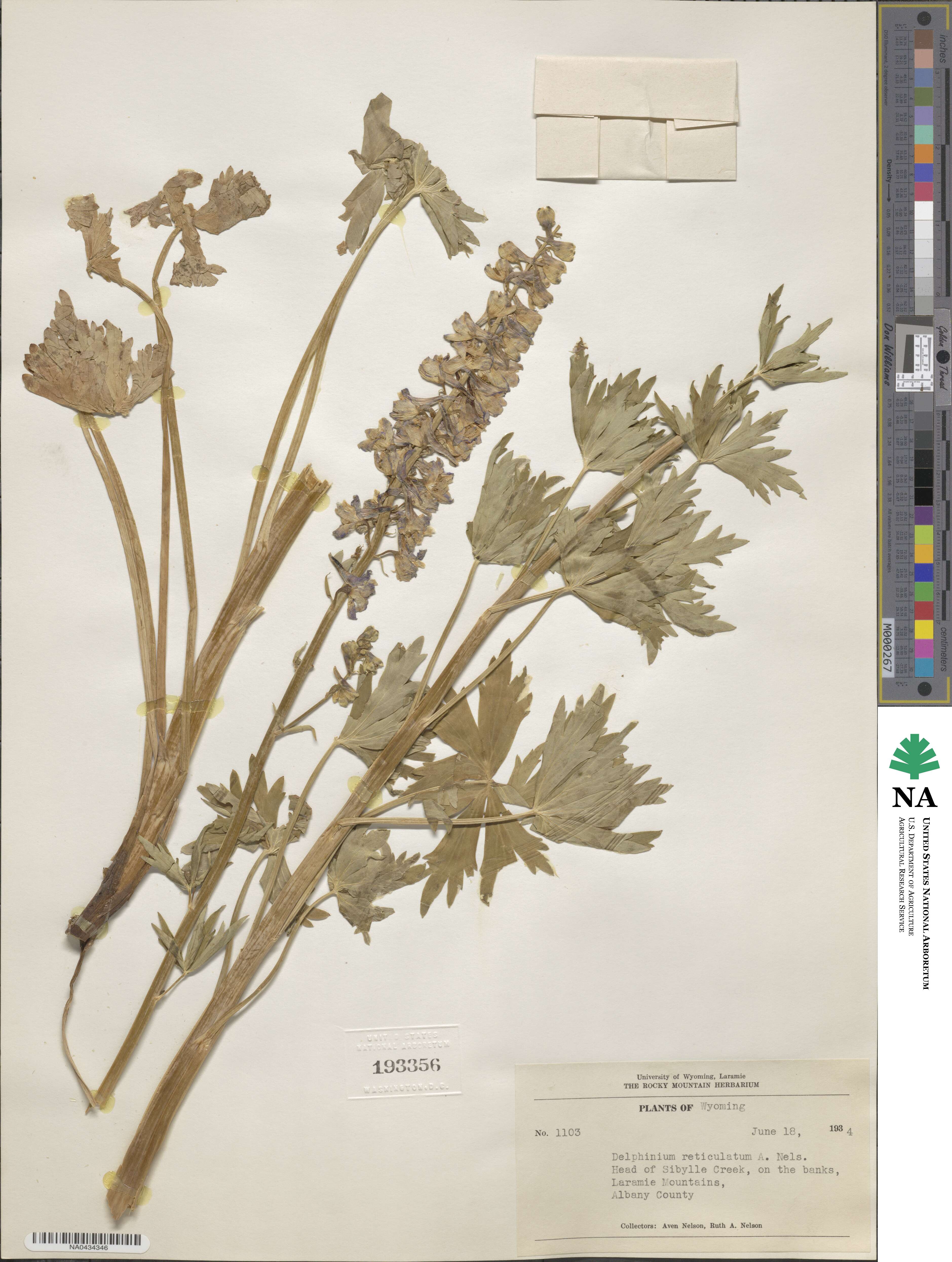 Delphinium × occidentale image