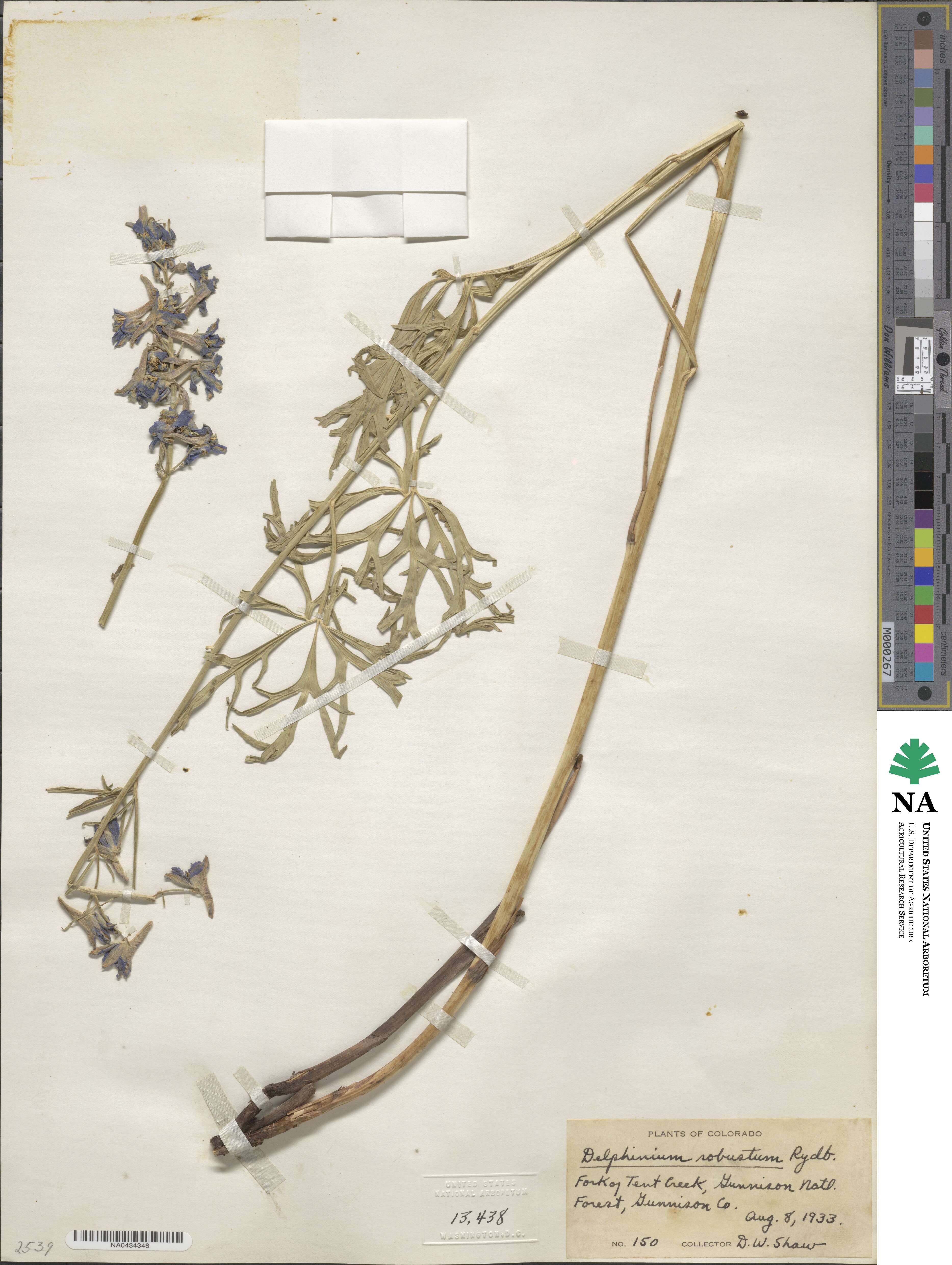 Delphinium robustum image