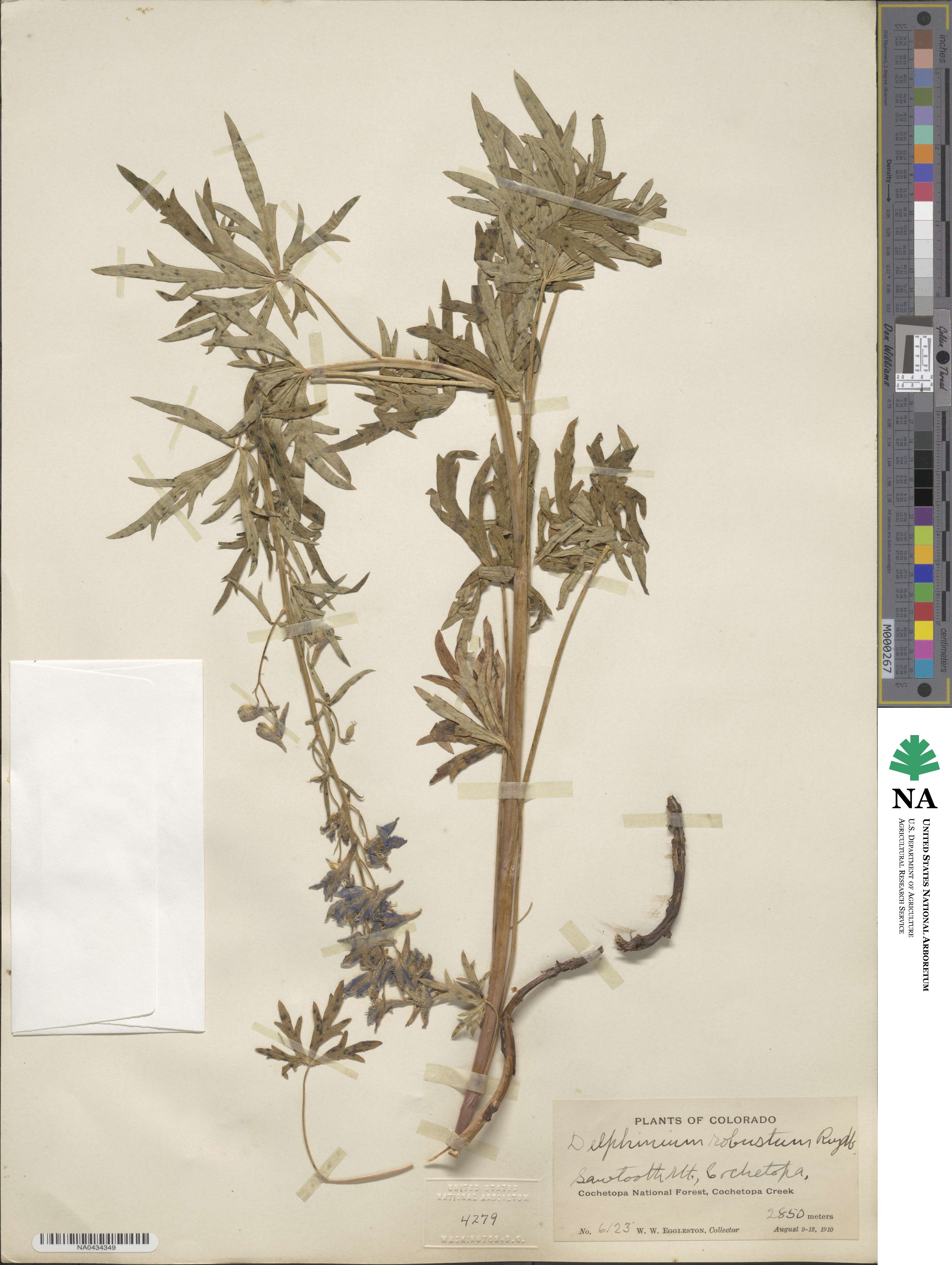Delphinium robustum image