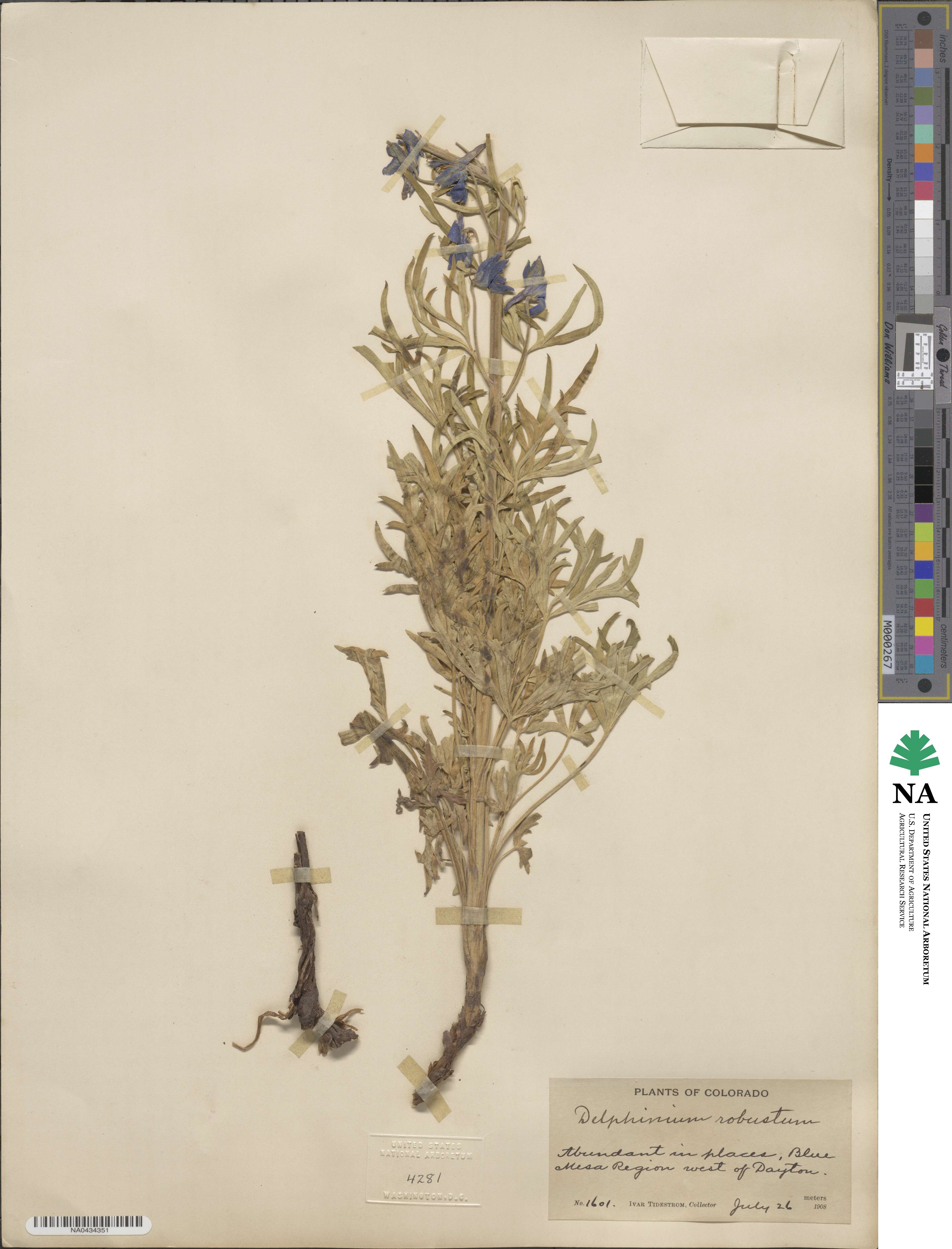 Delphinium robustum image