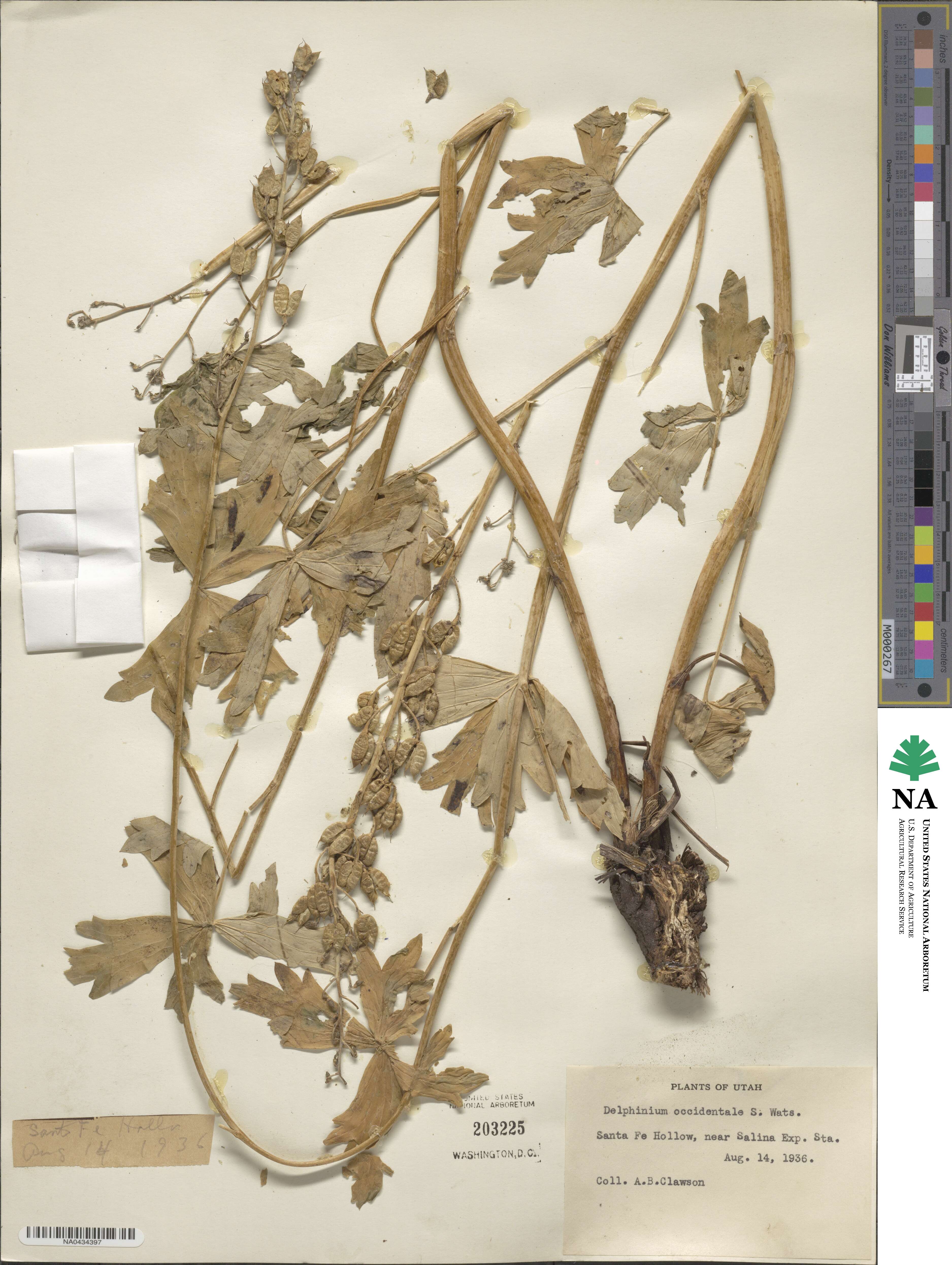 Delphinium × occidentale image