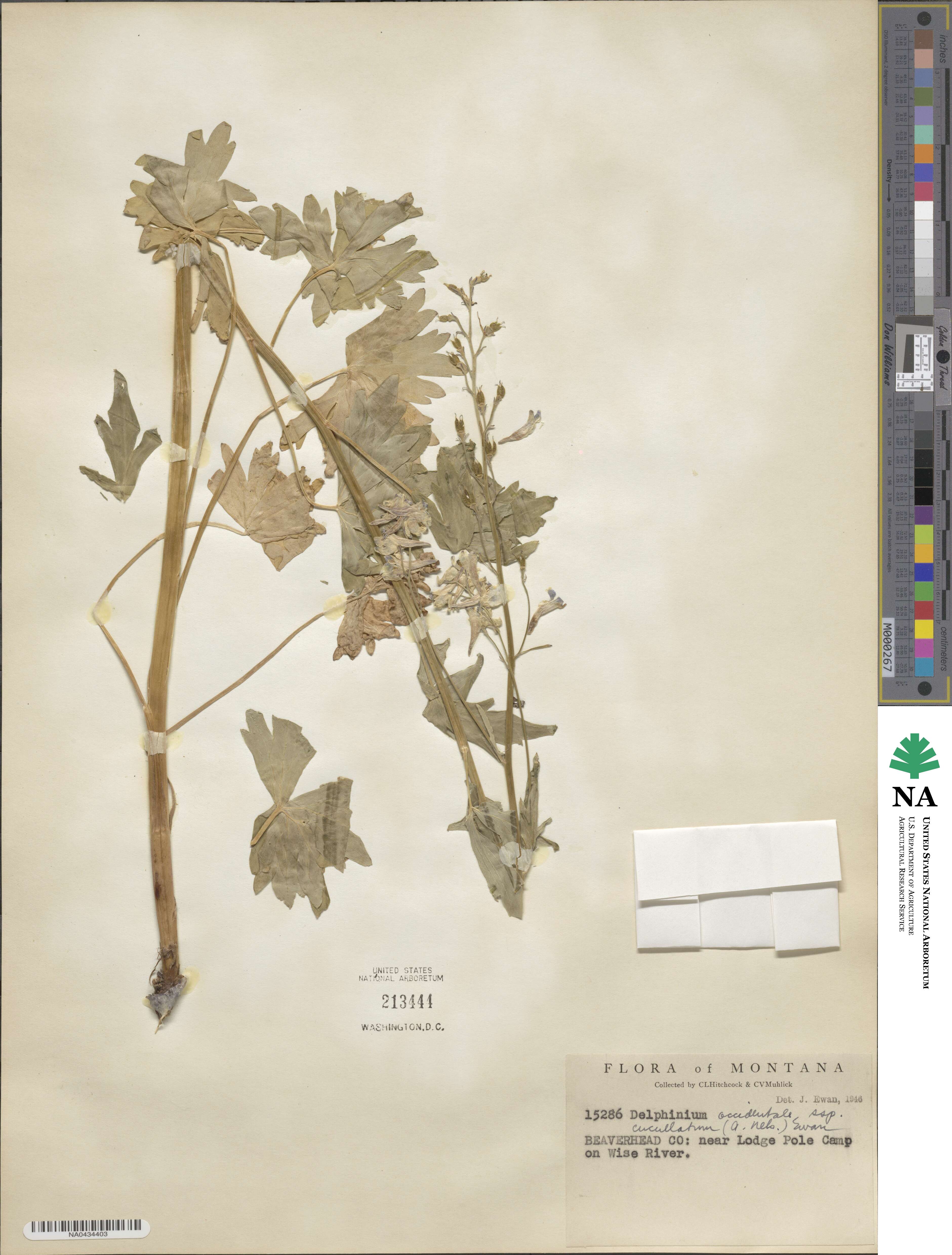 Delphinium × occidentale image