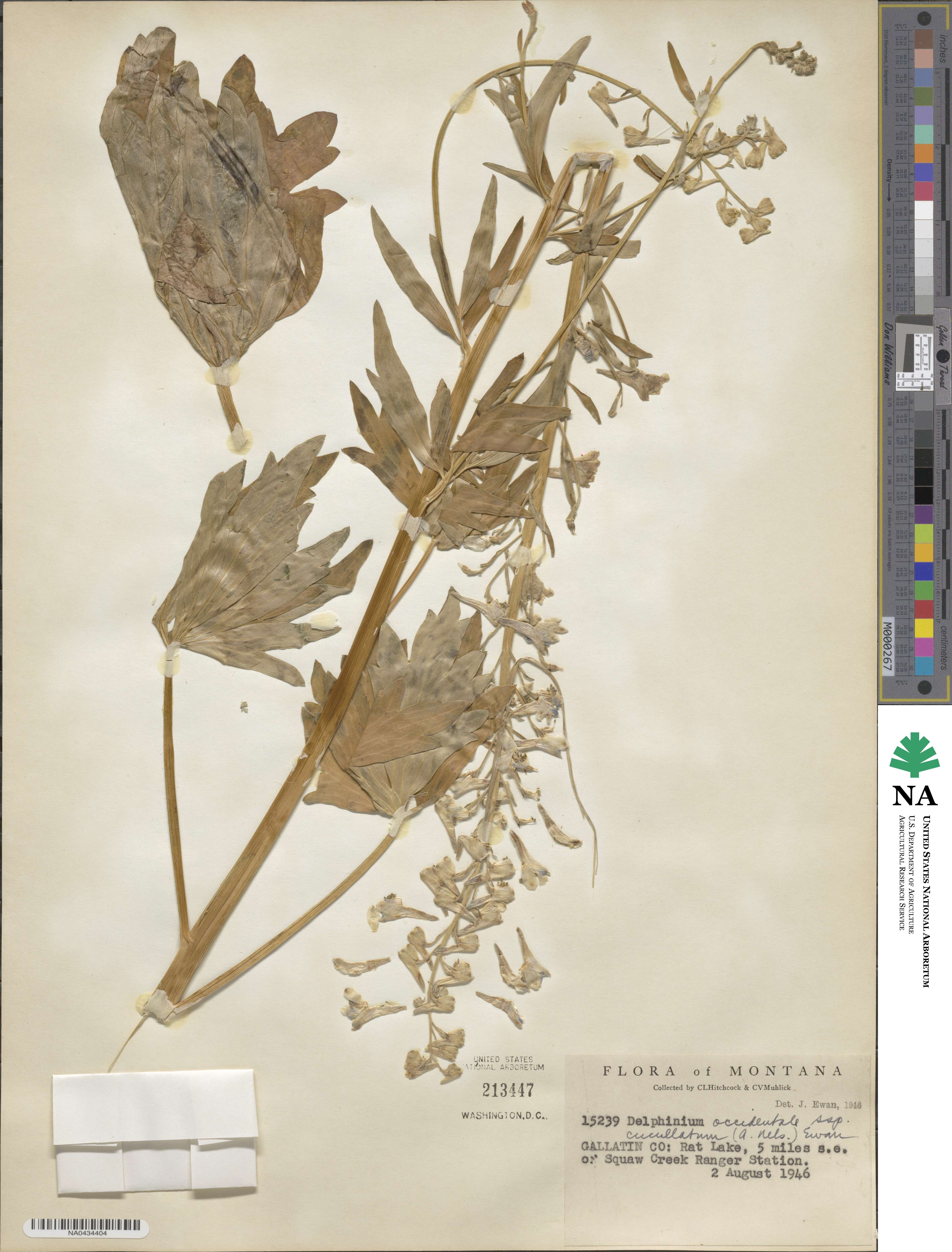 Delphinium × occidentale image