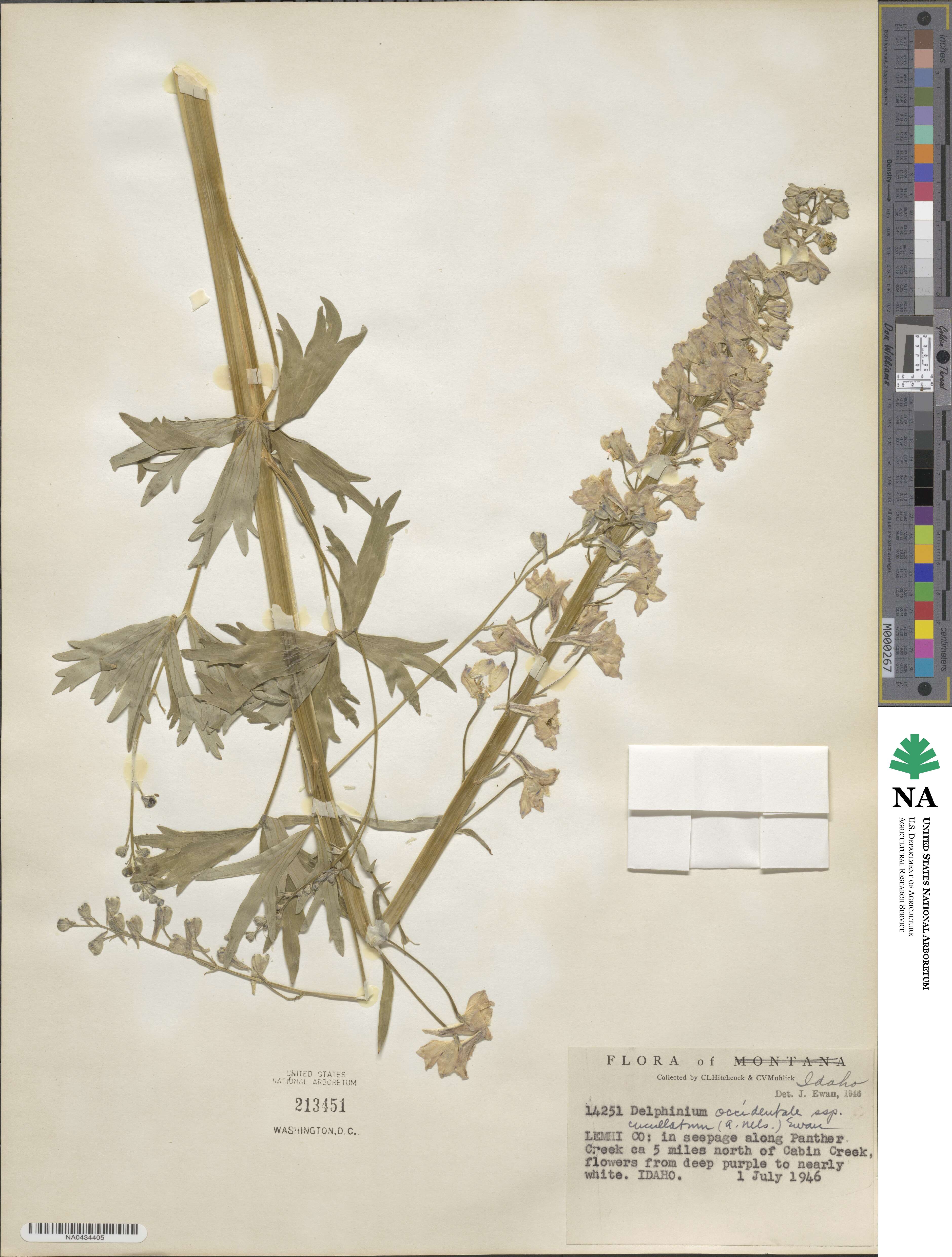 Delphinium × occidentale image