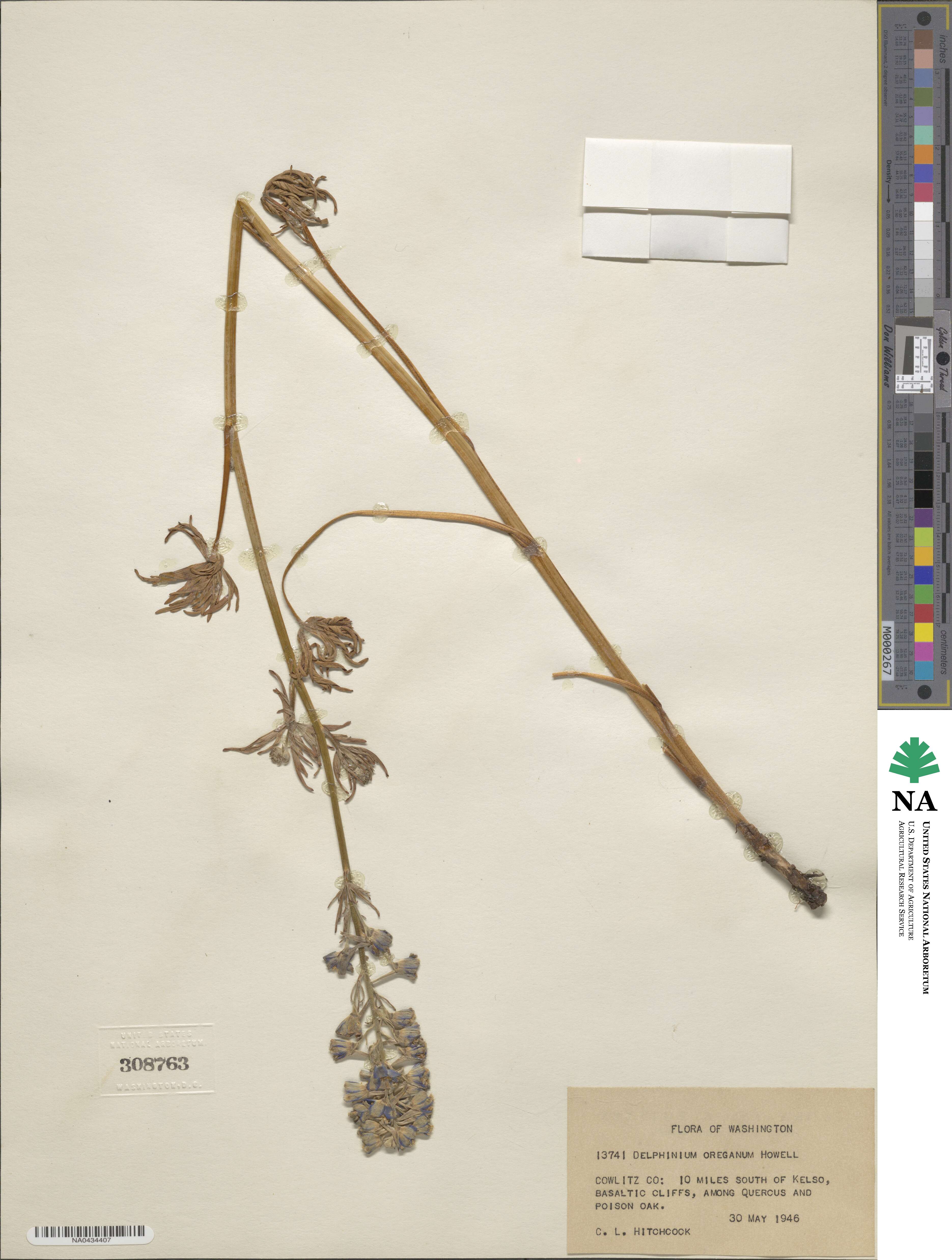 Delphinium nuttallii subsp. nuttallii image