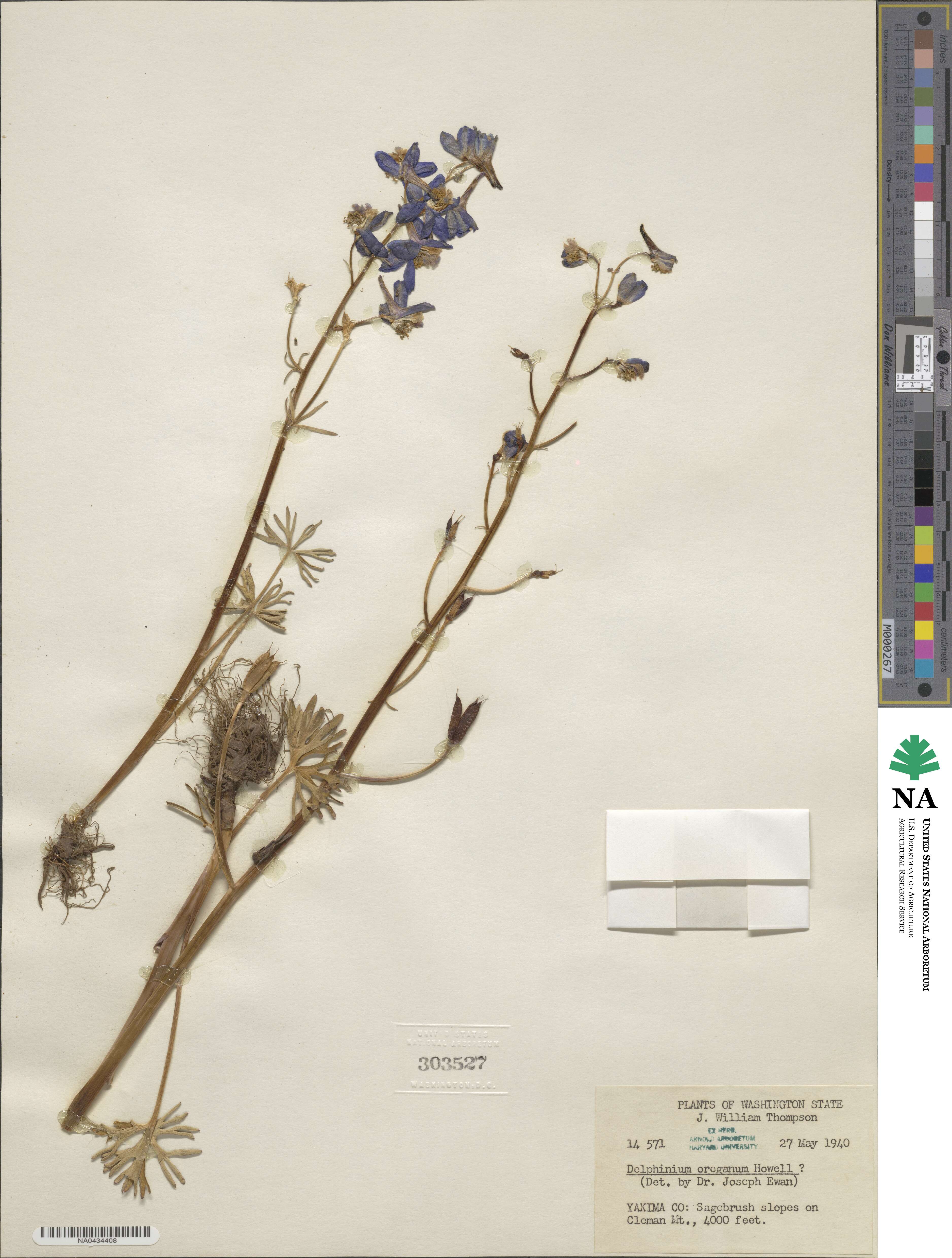 Delphinium nuttallii subsp. nuttallii image