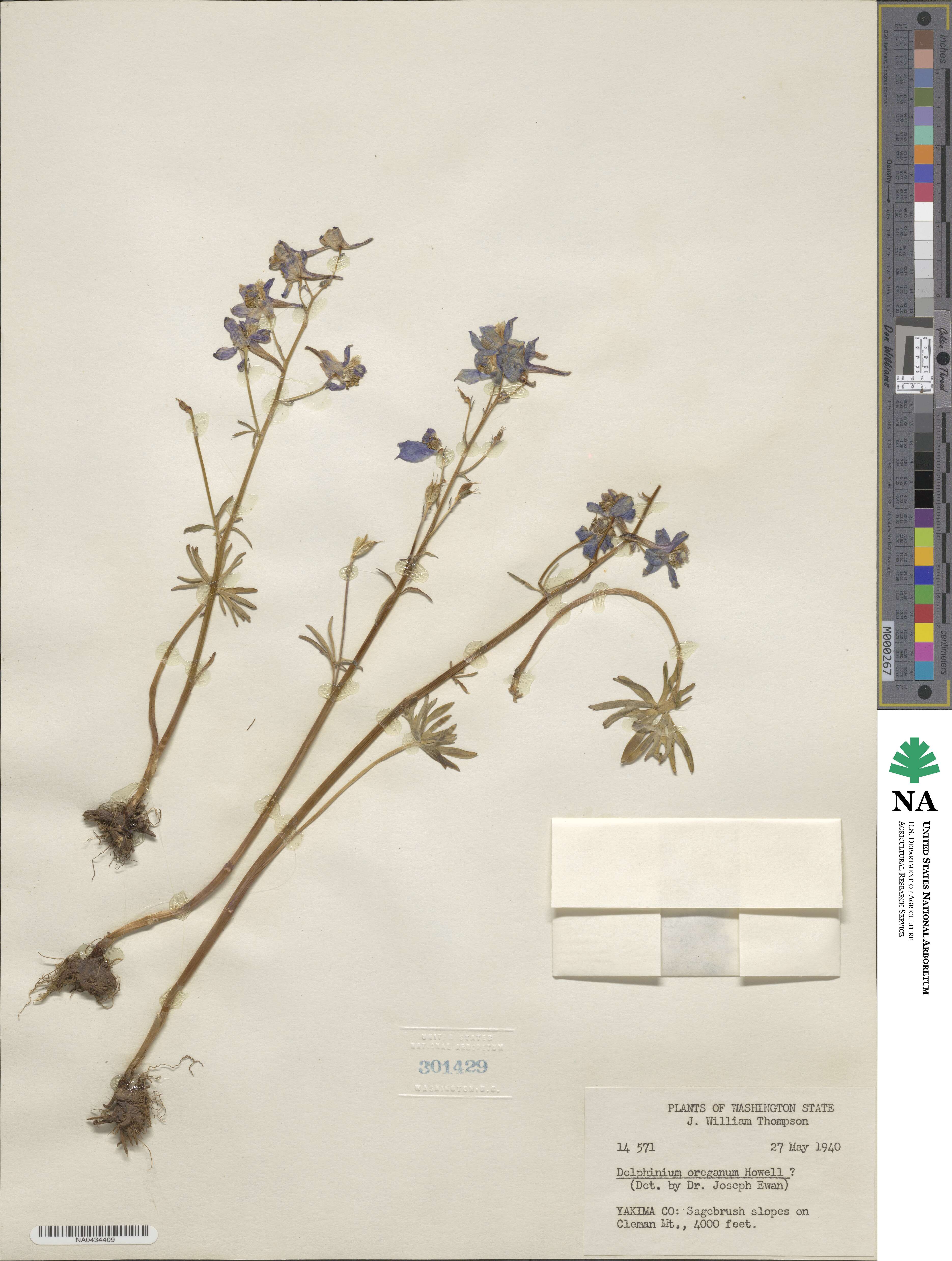 Delphinium nuttallii image