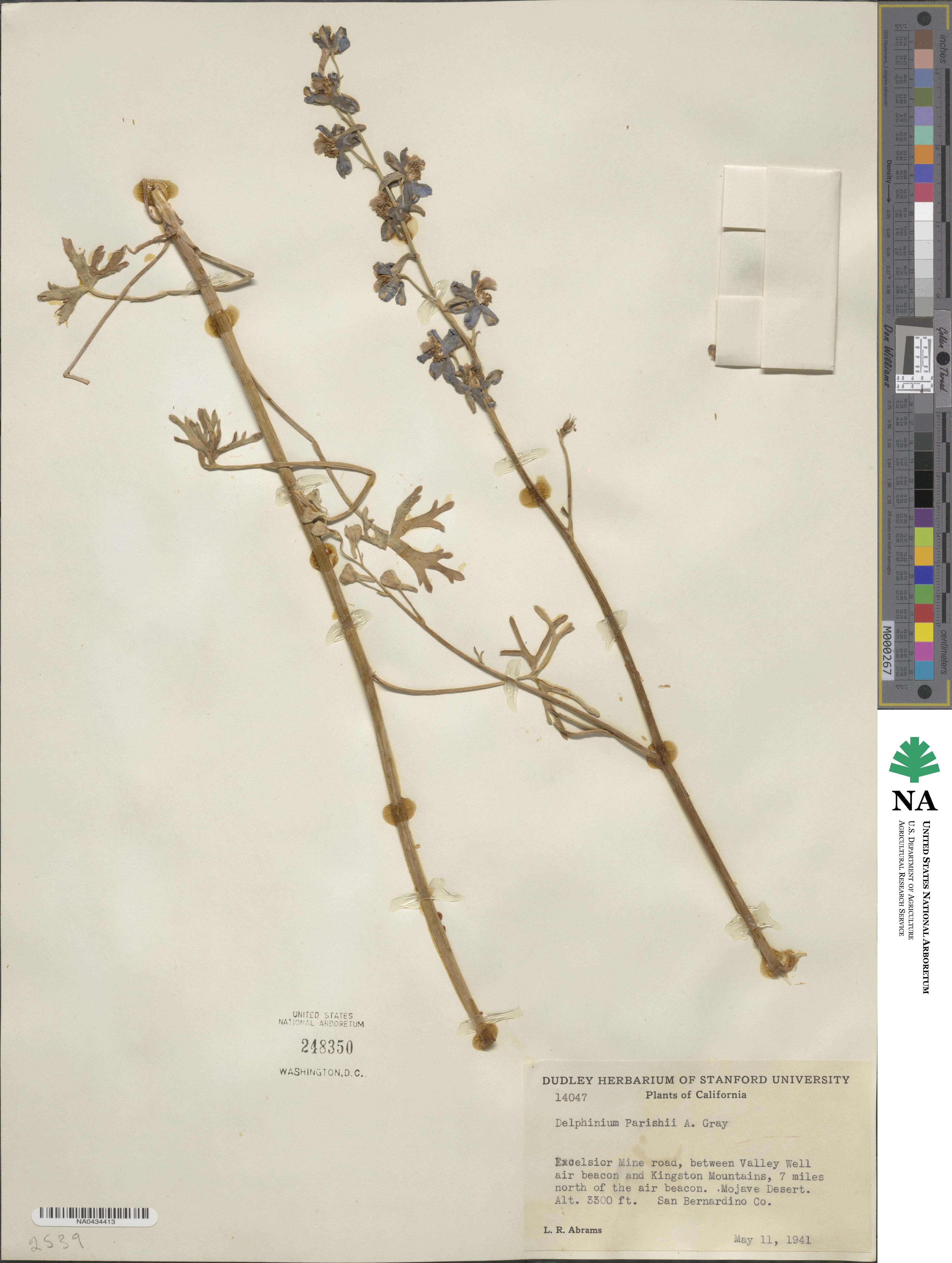 Delphinium parishii image
