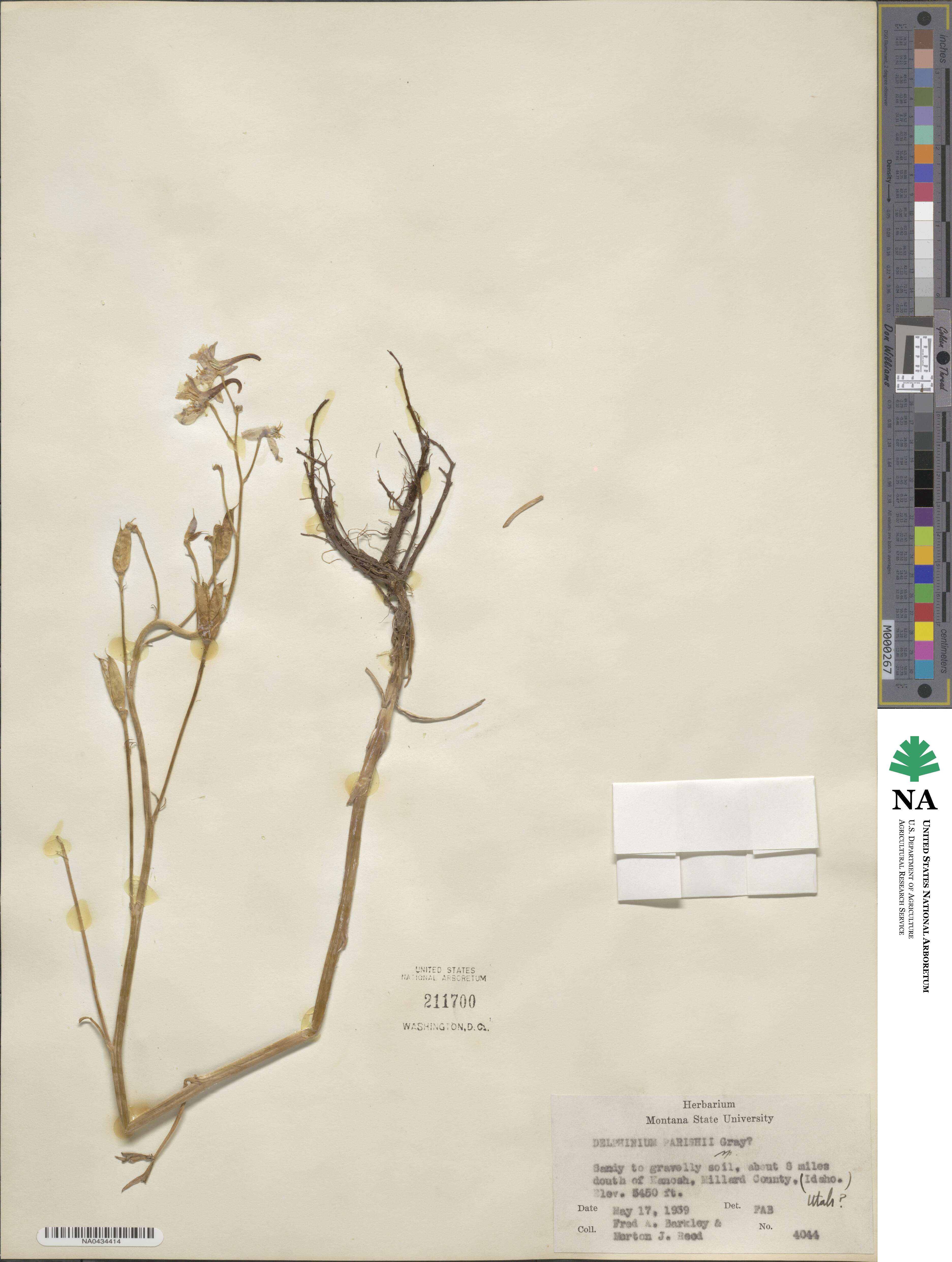 Delphinium parishii image
