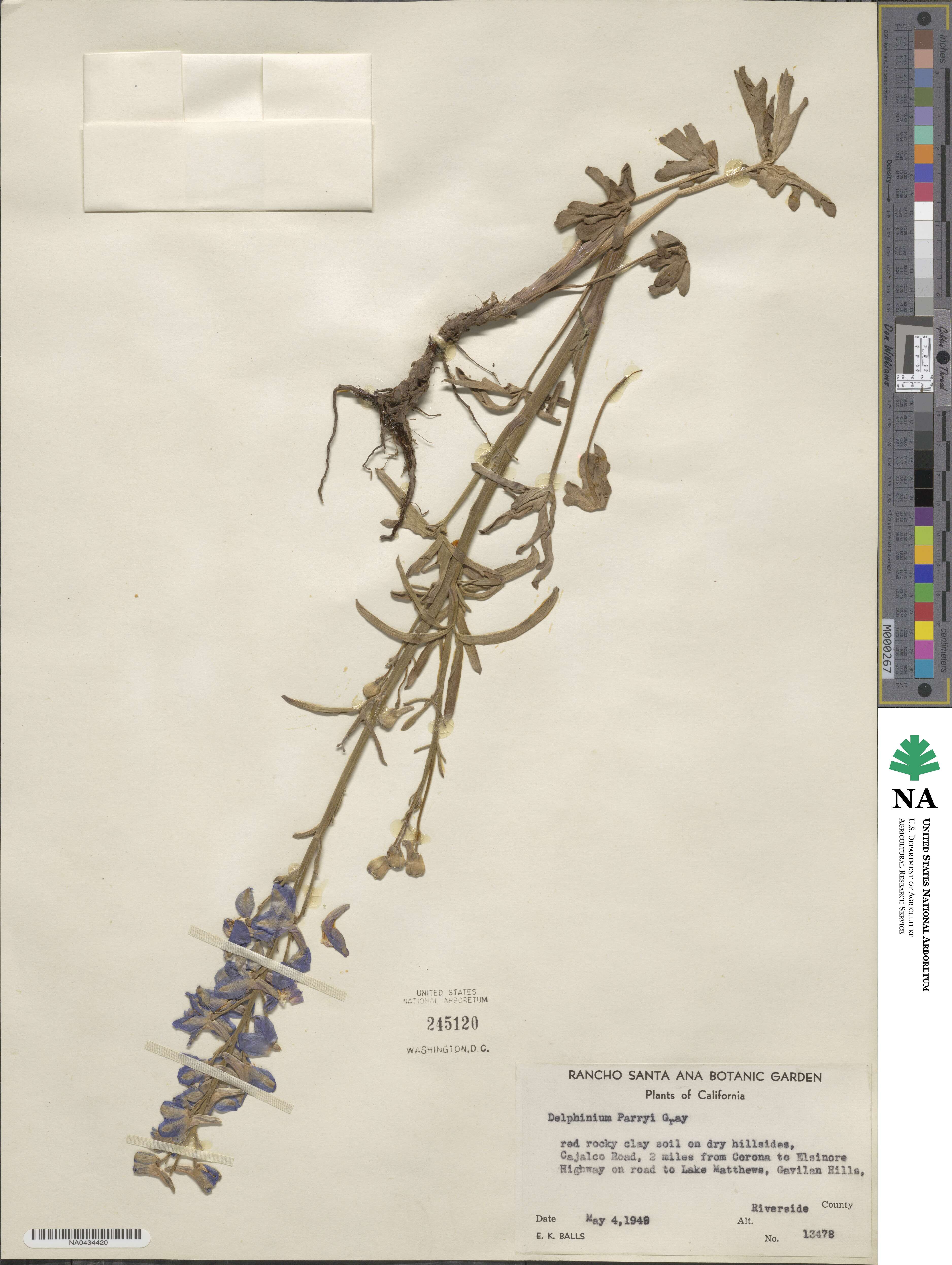 Delphinium parryi image