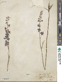 Delphinium parryi image