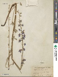Delphinium parryi image