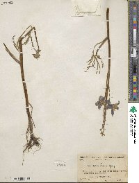 Delphinium parryi image