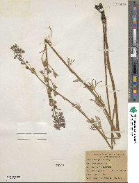 Delphinium parryi image