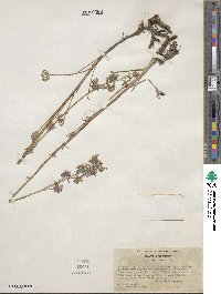 Delphinium parryi image