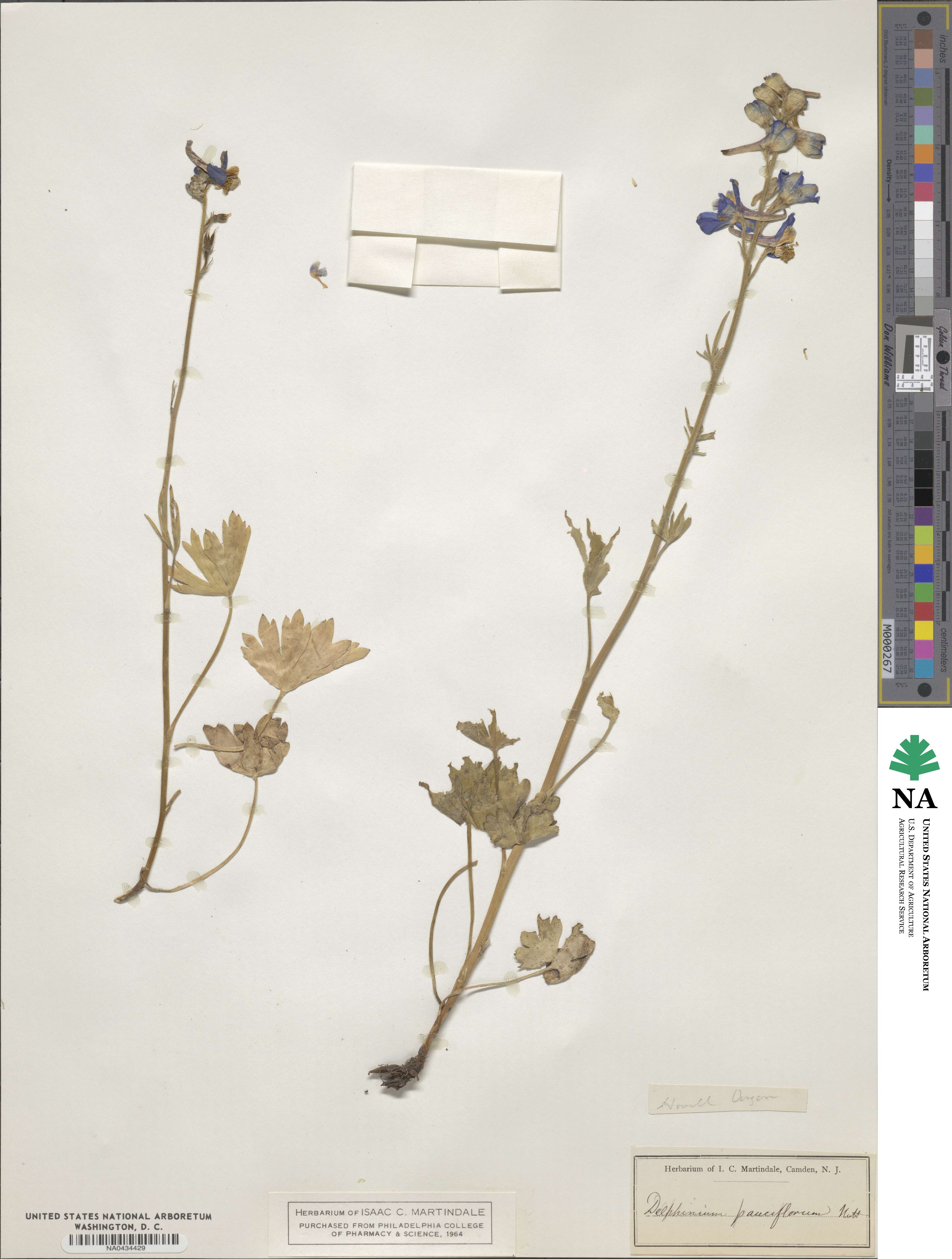 Delphinium brachycentrum image