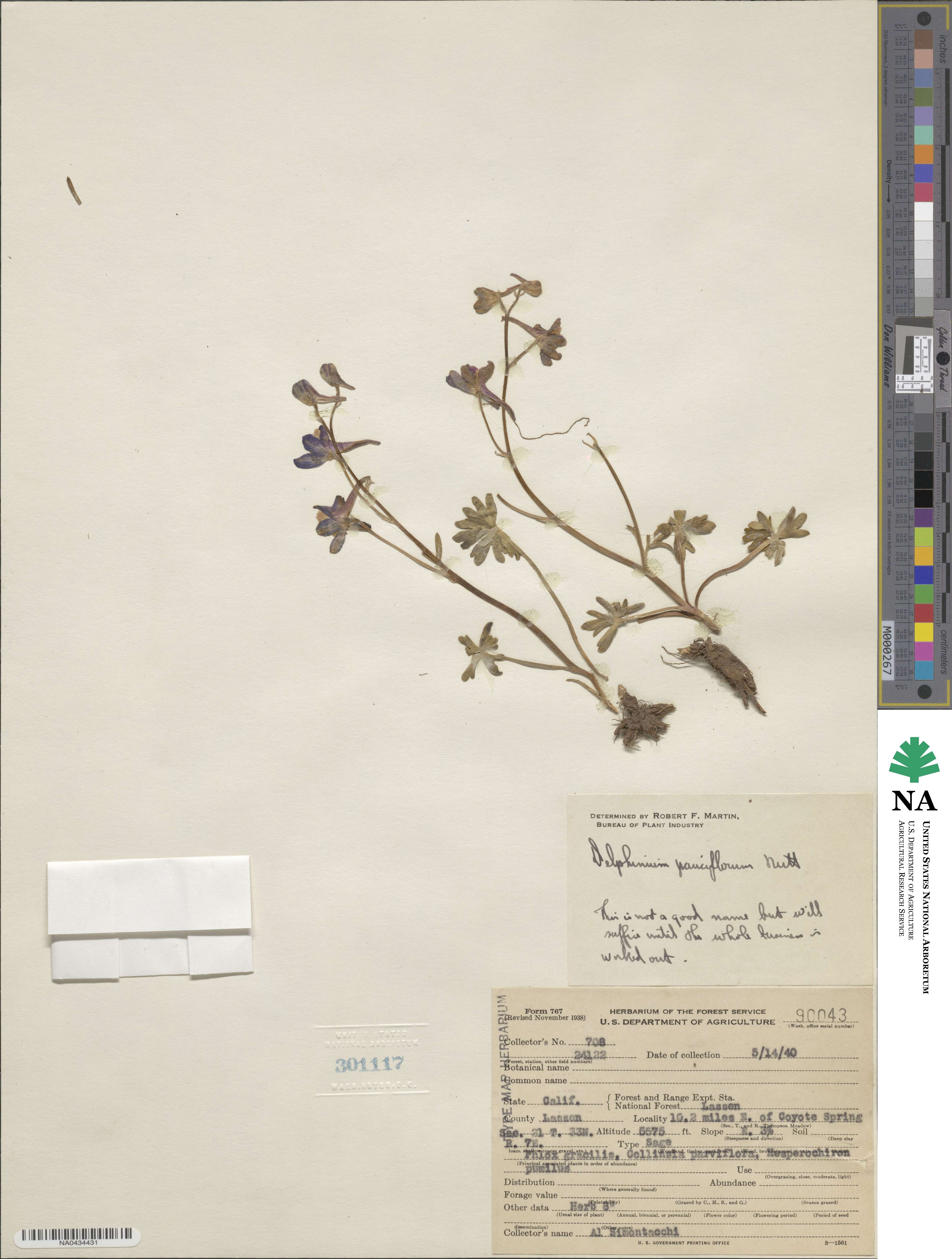 Delphinium brachycentrum image