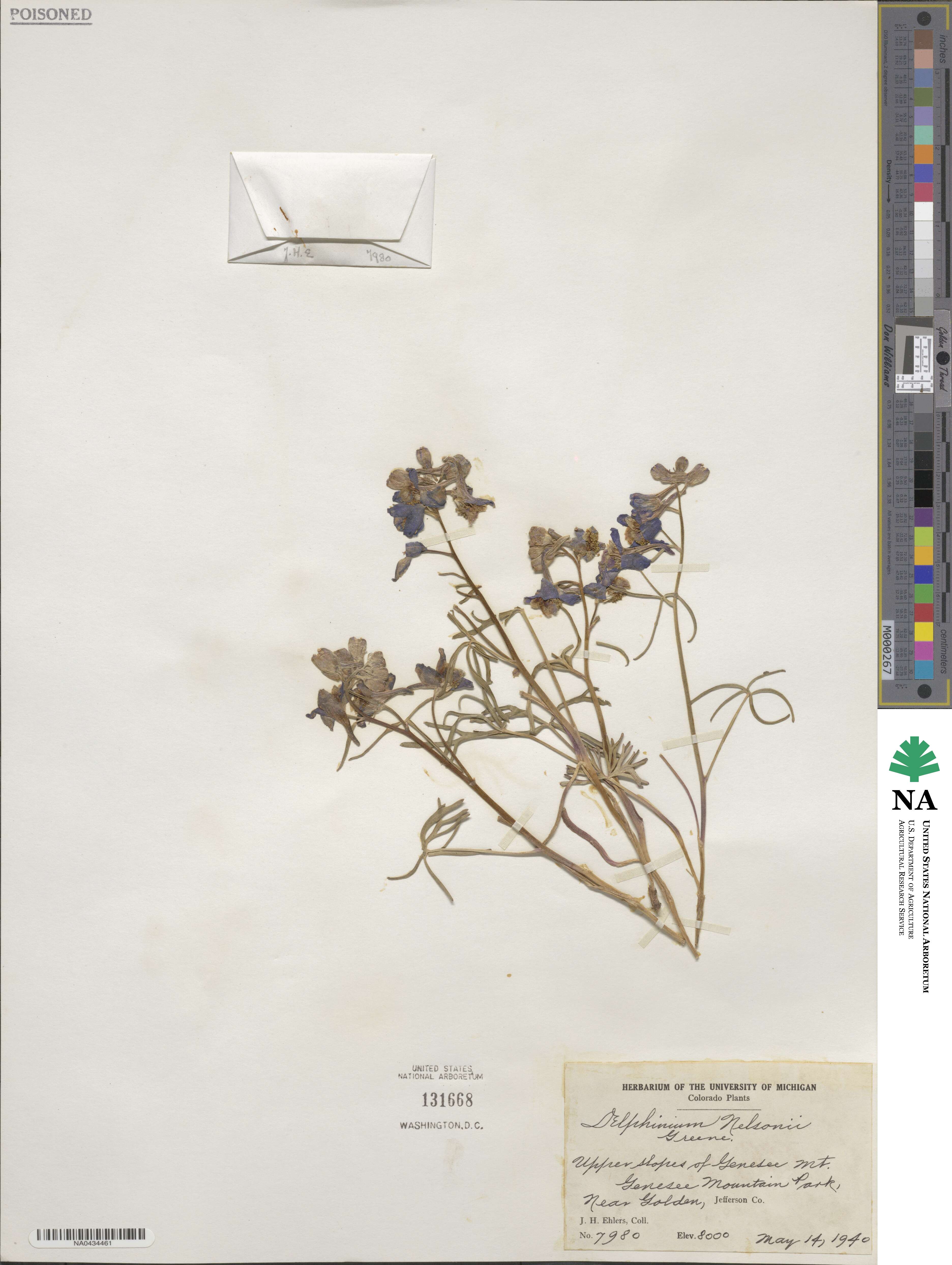 Delphinium nuttallianum image