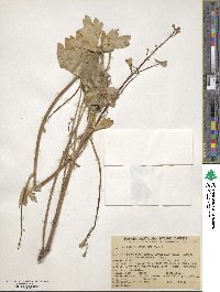Delphinium nudicaule image
