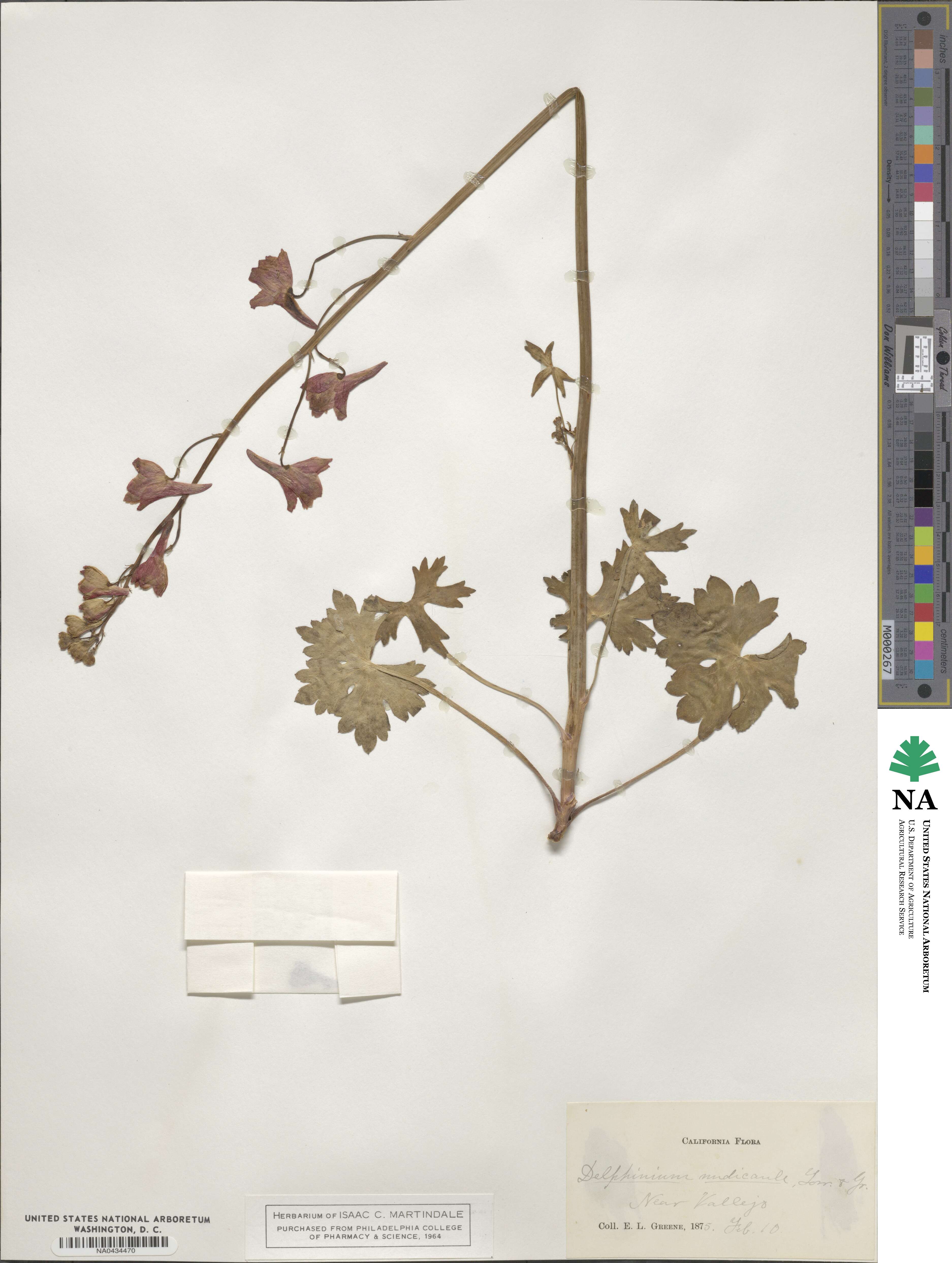 Delphinium nudicaule image