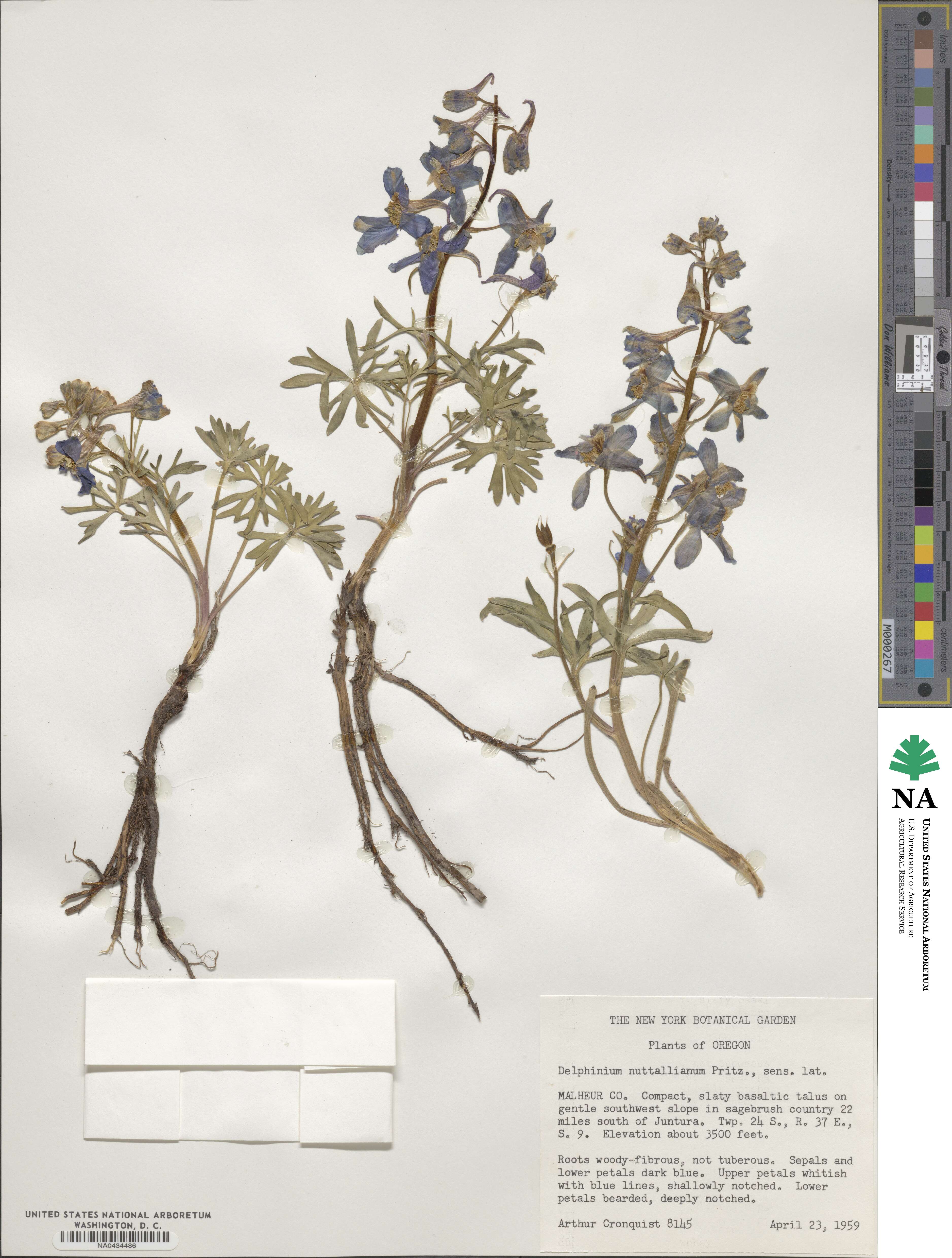 Delphinium nuttallianum image