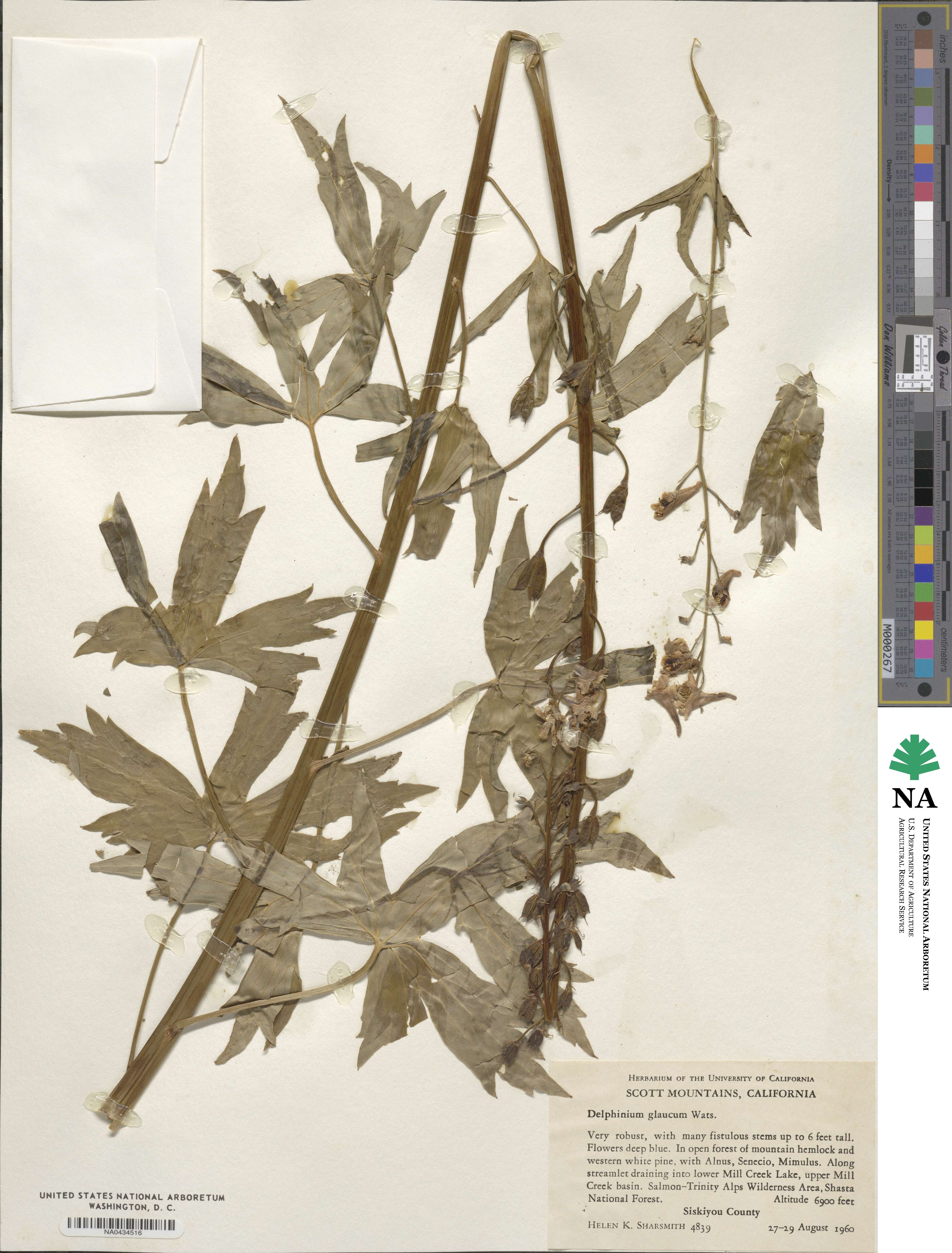 Delphinium glaucum image