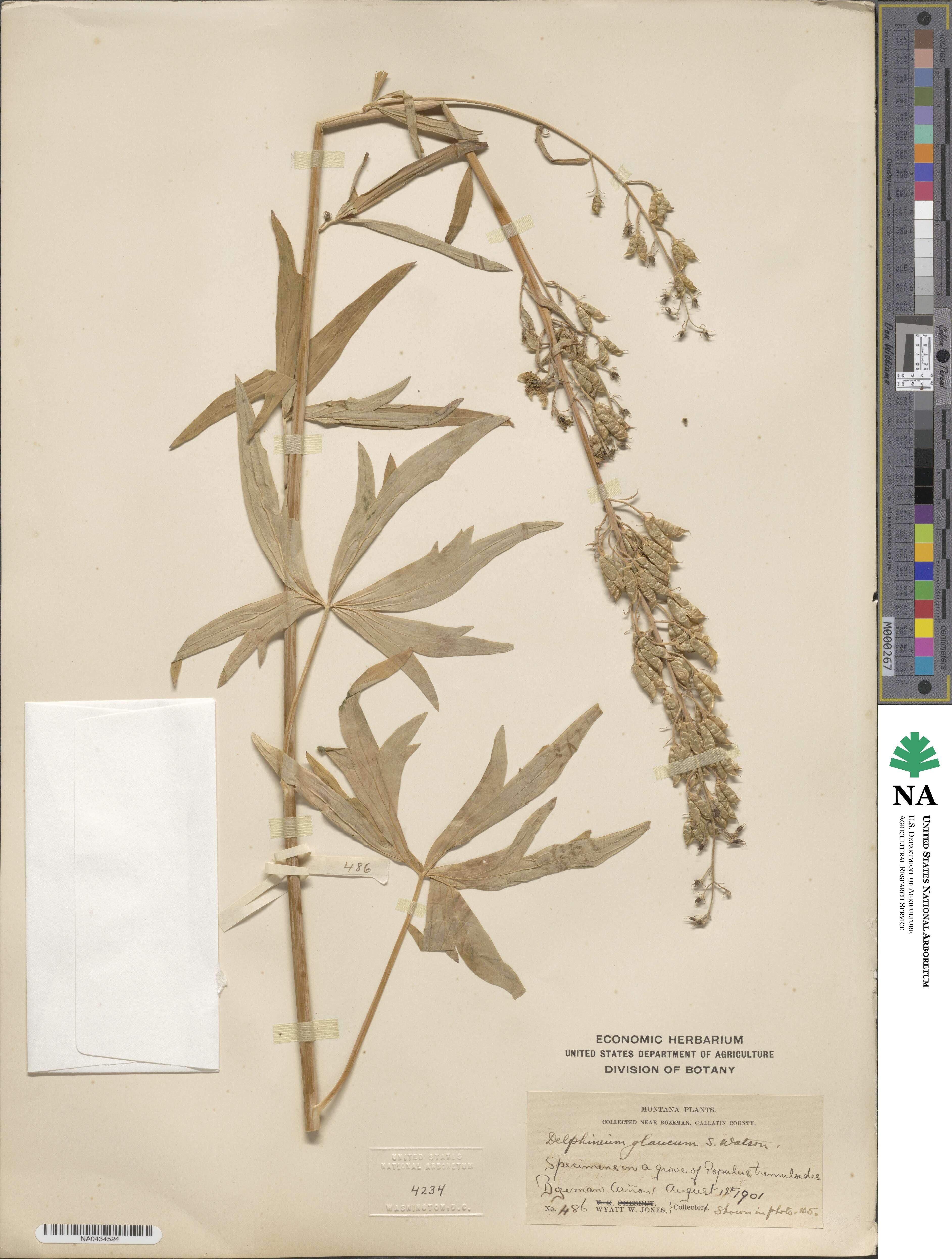 Delphinium glaucum image