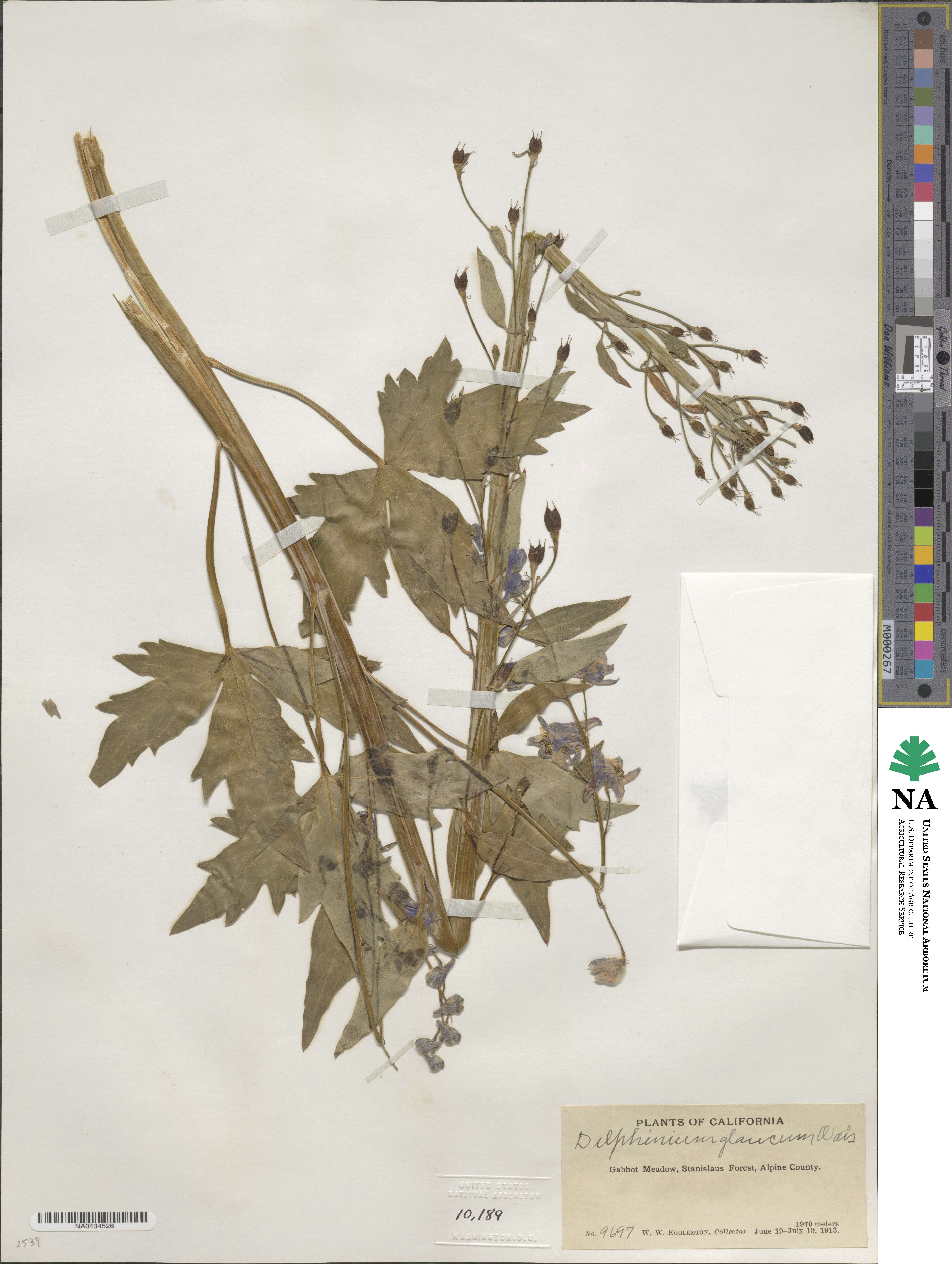 Delphinium glaucum image