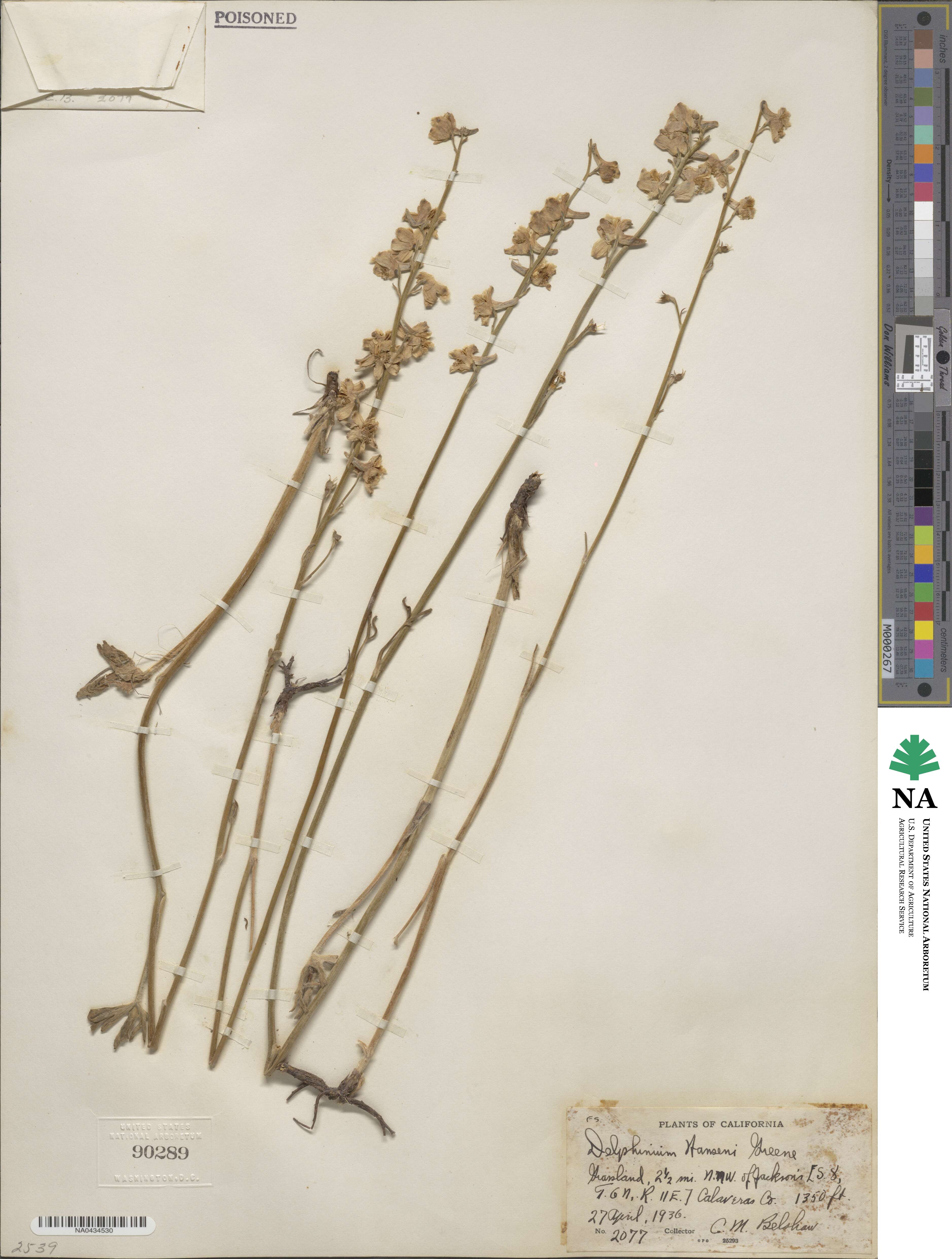 Delphinium hansenii image