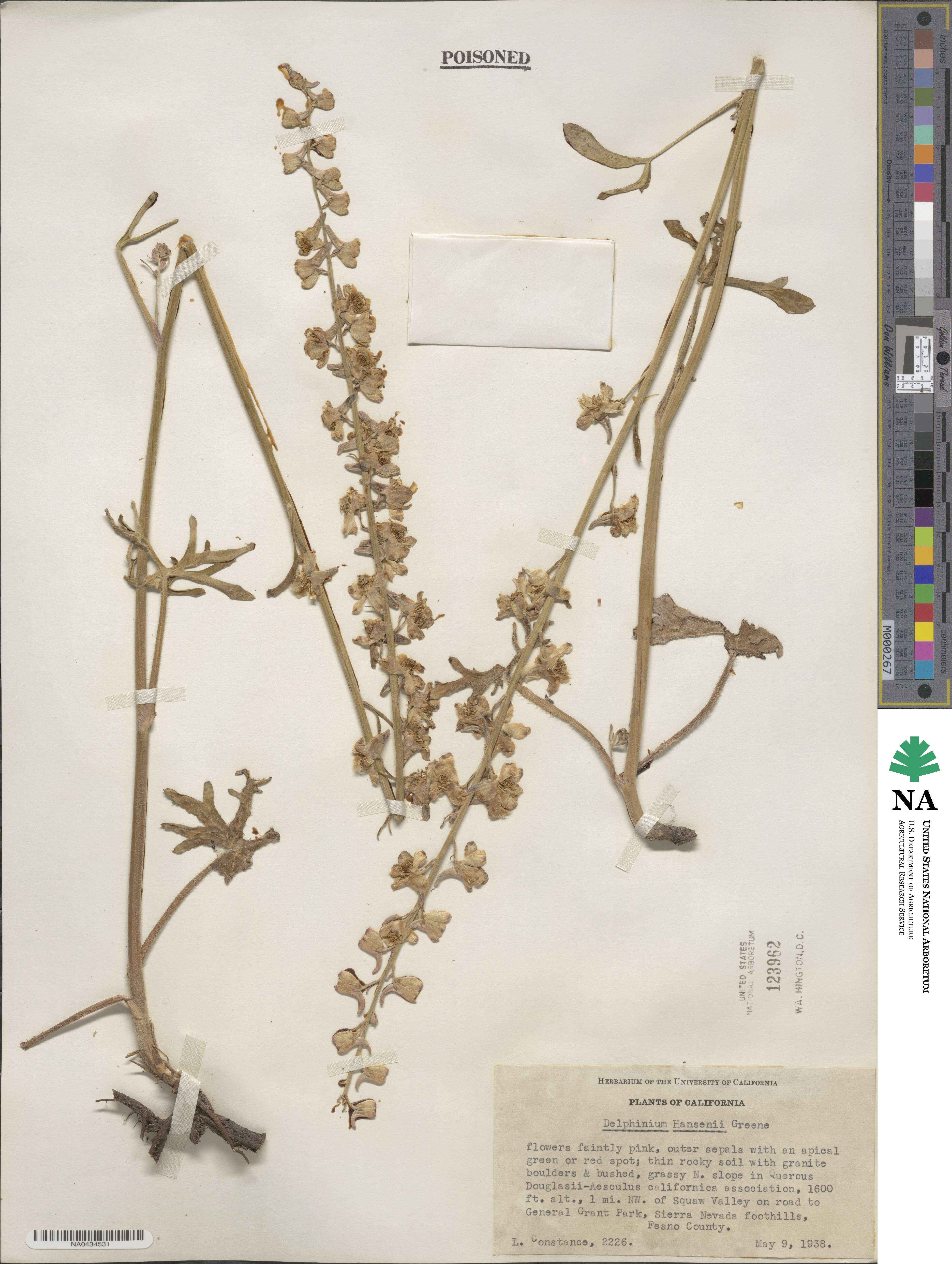 Delphinium hansenii image