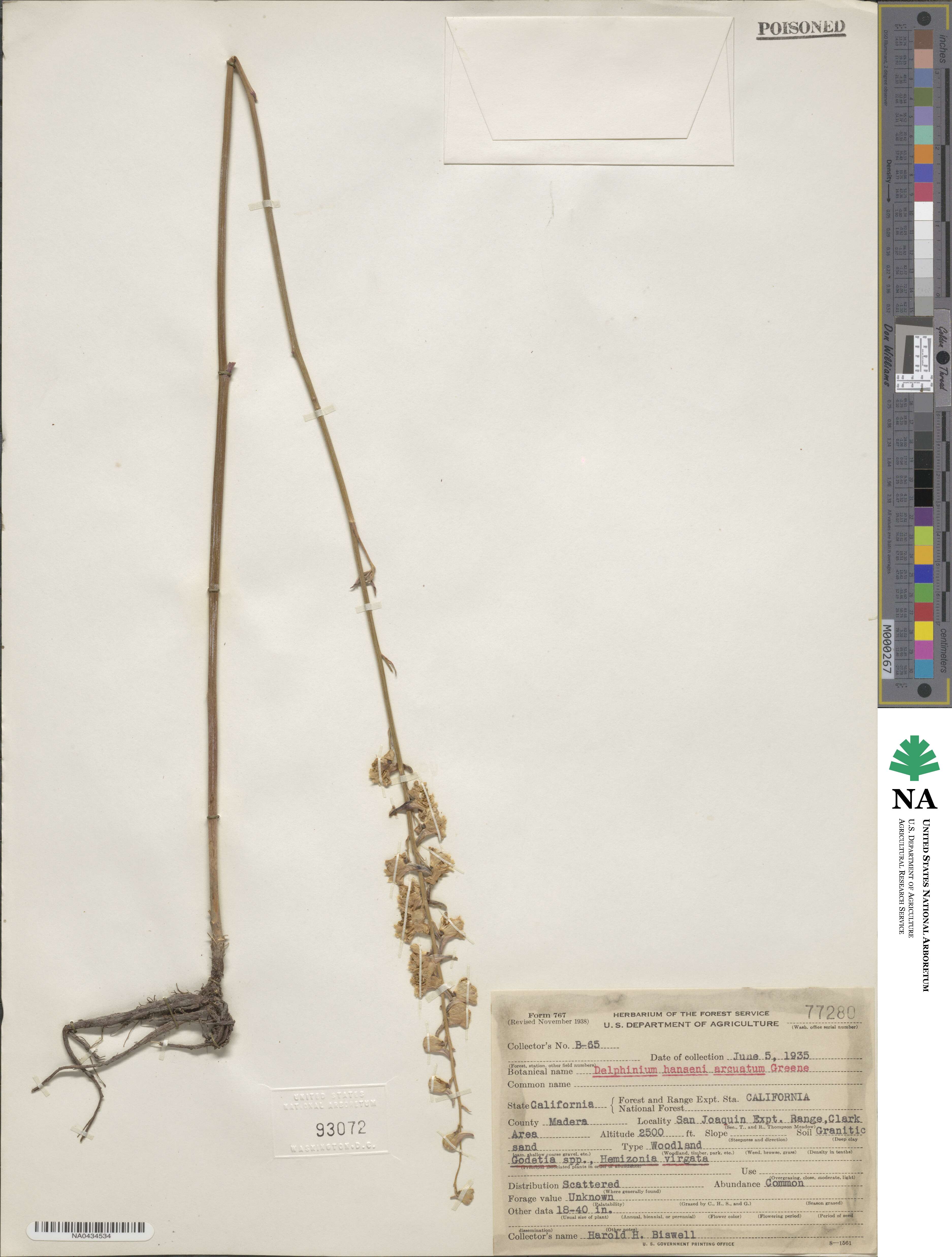 Delphinium hansenii var. arcuatum image