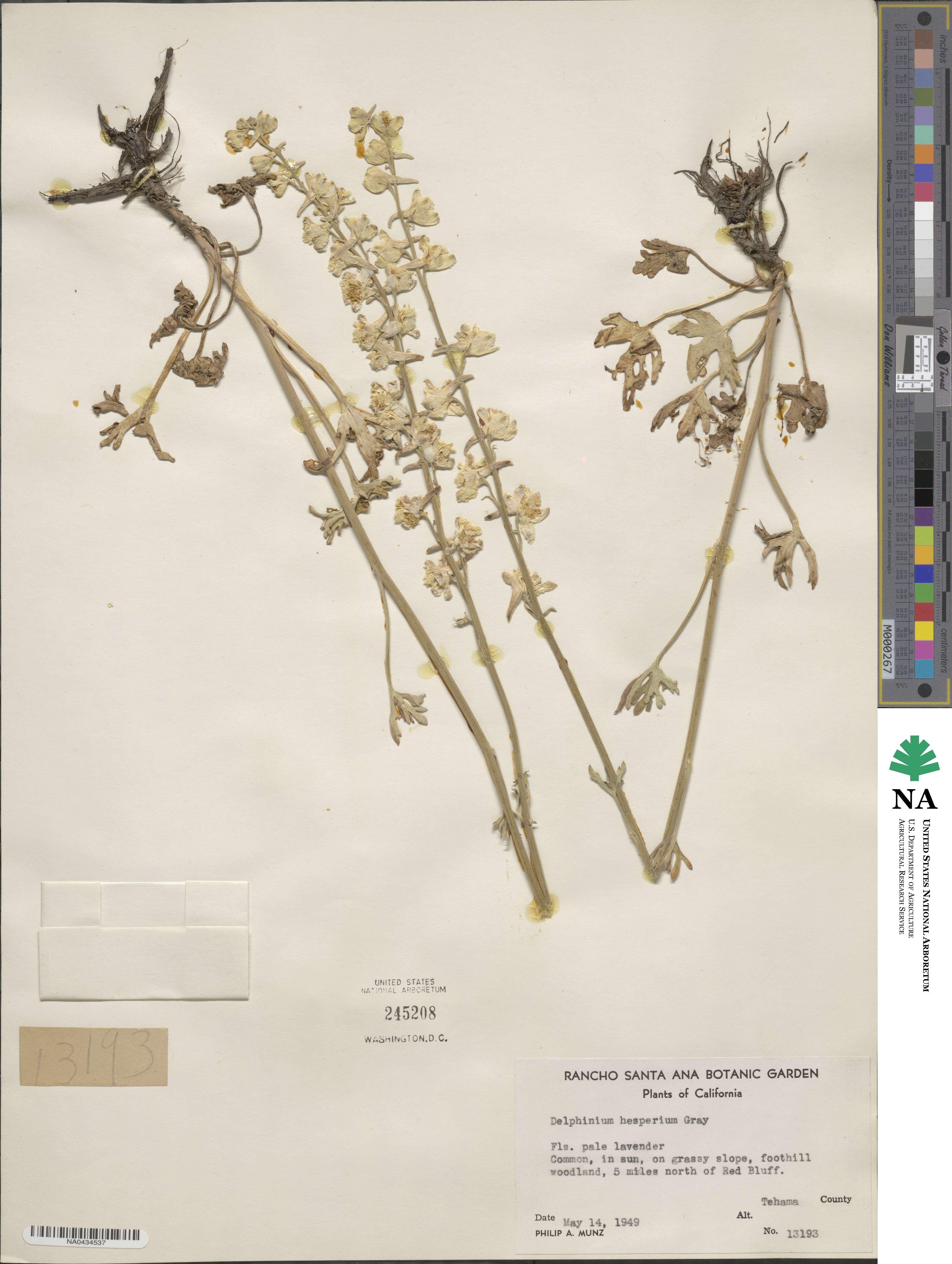 Delphinium hesperium image