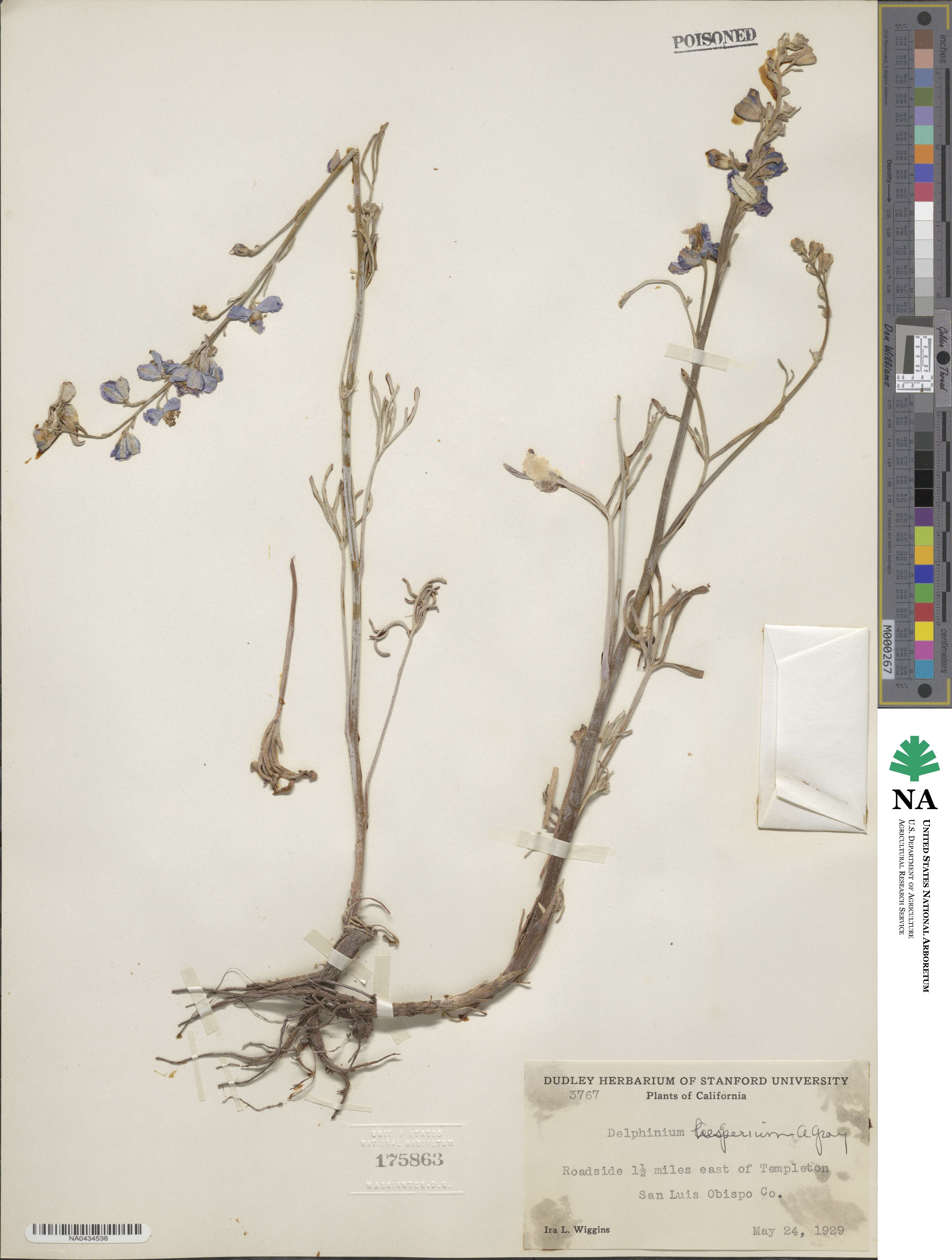 Delphinium hesperium image
