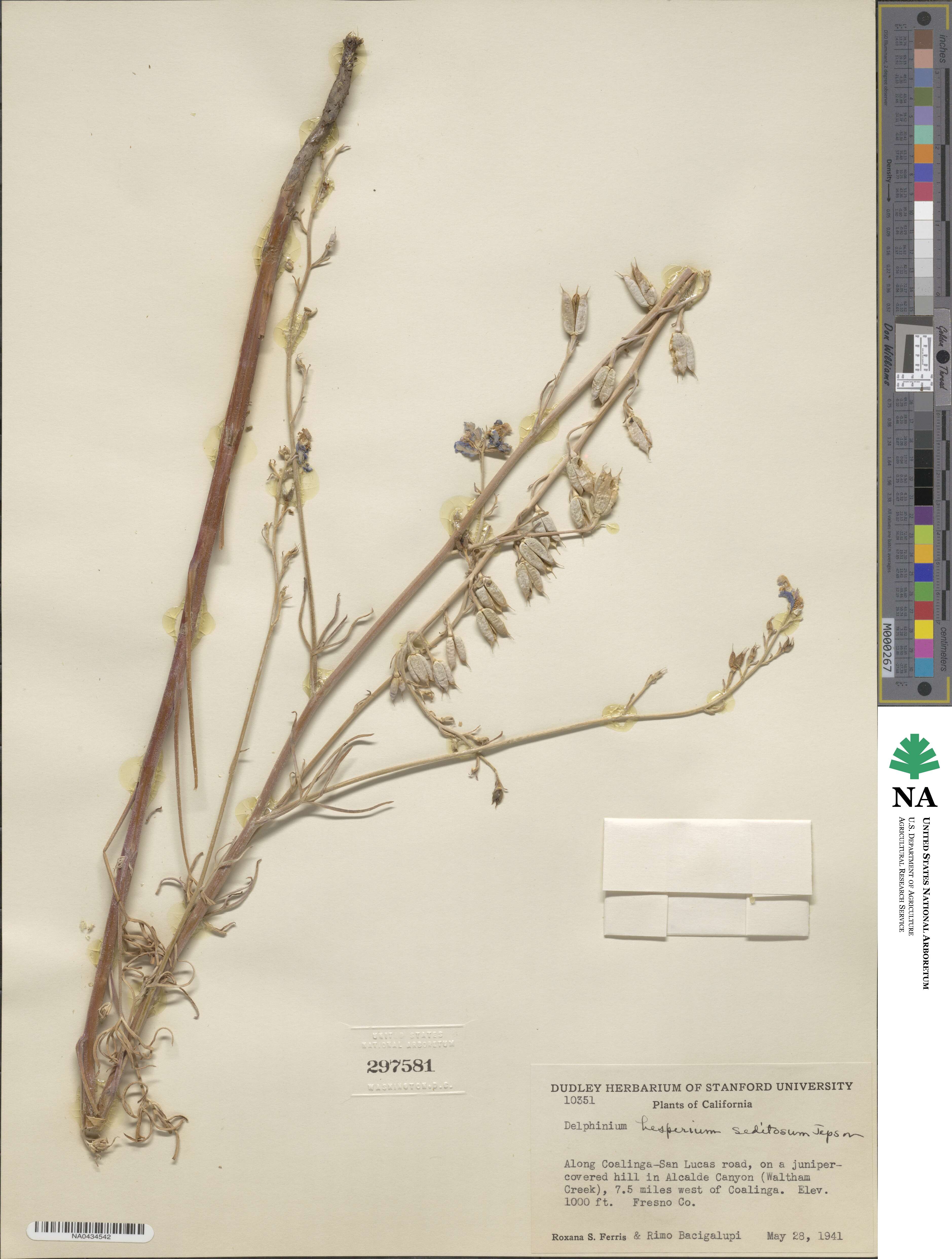 Delphinium parryi subsp. parryi image