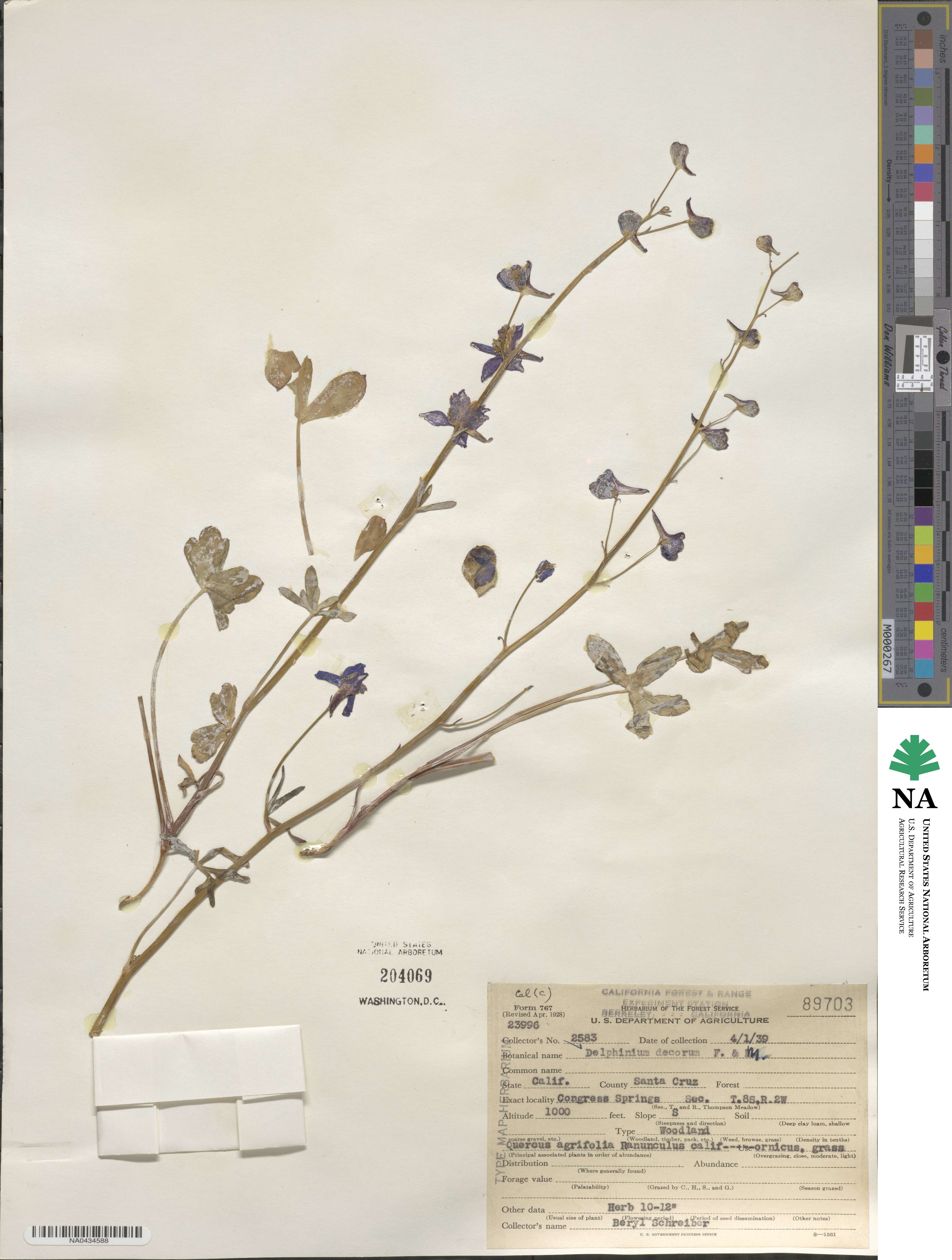 Delphinium decorum image