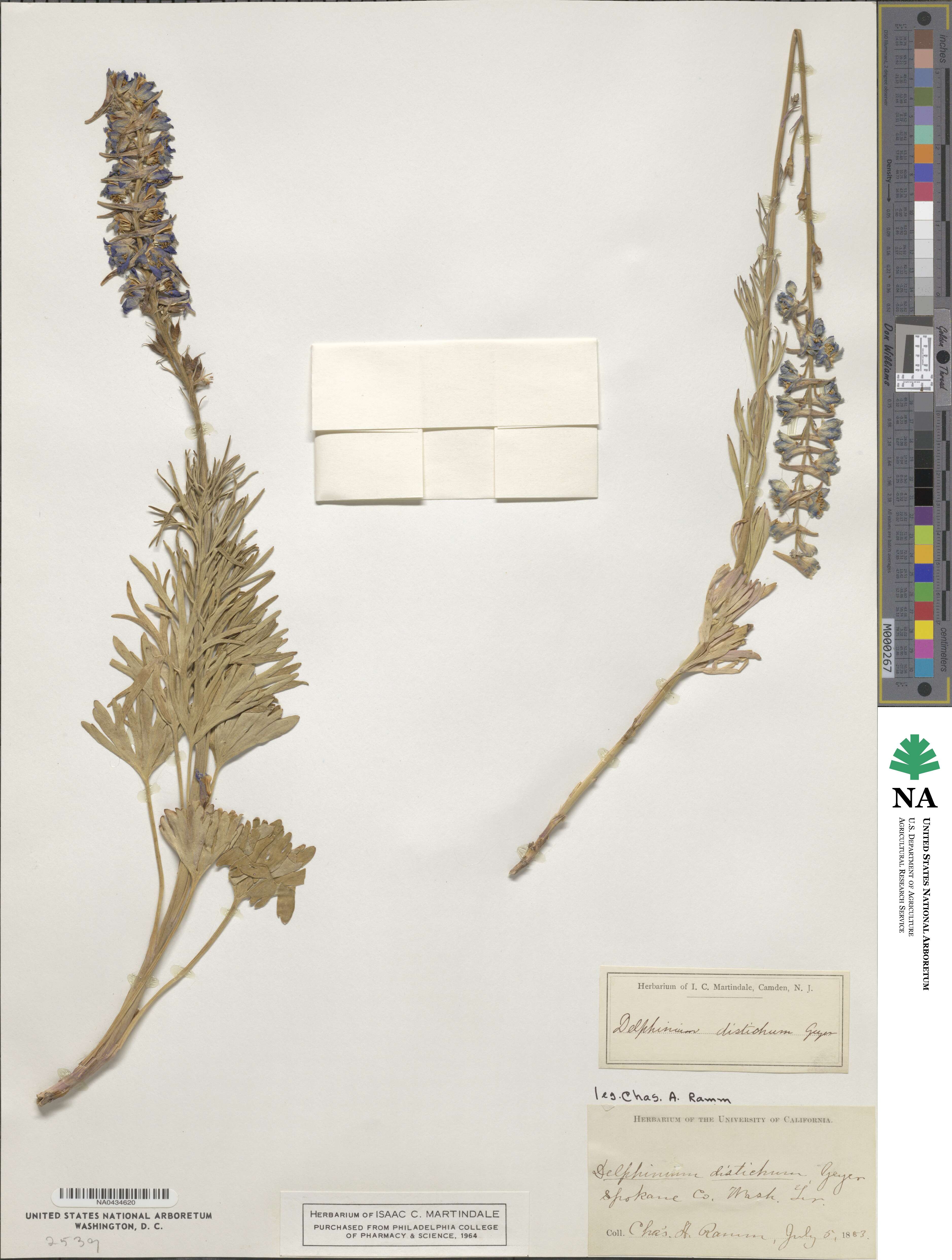 Delphinium distichum image