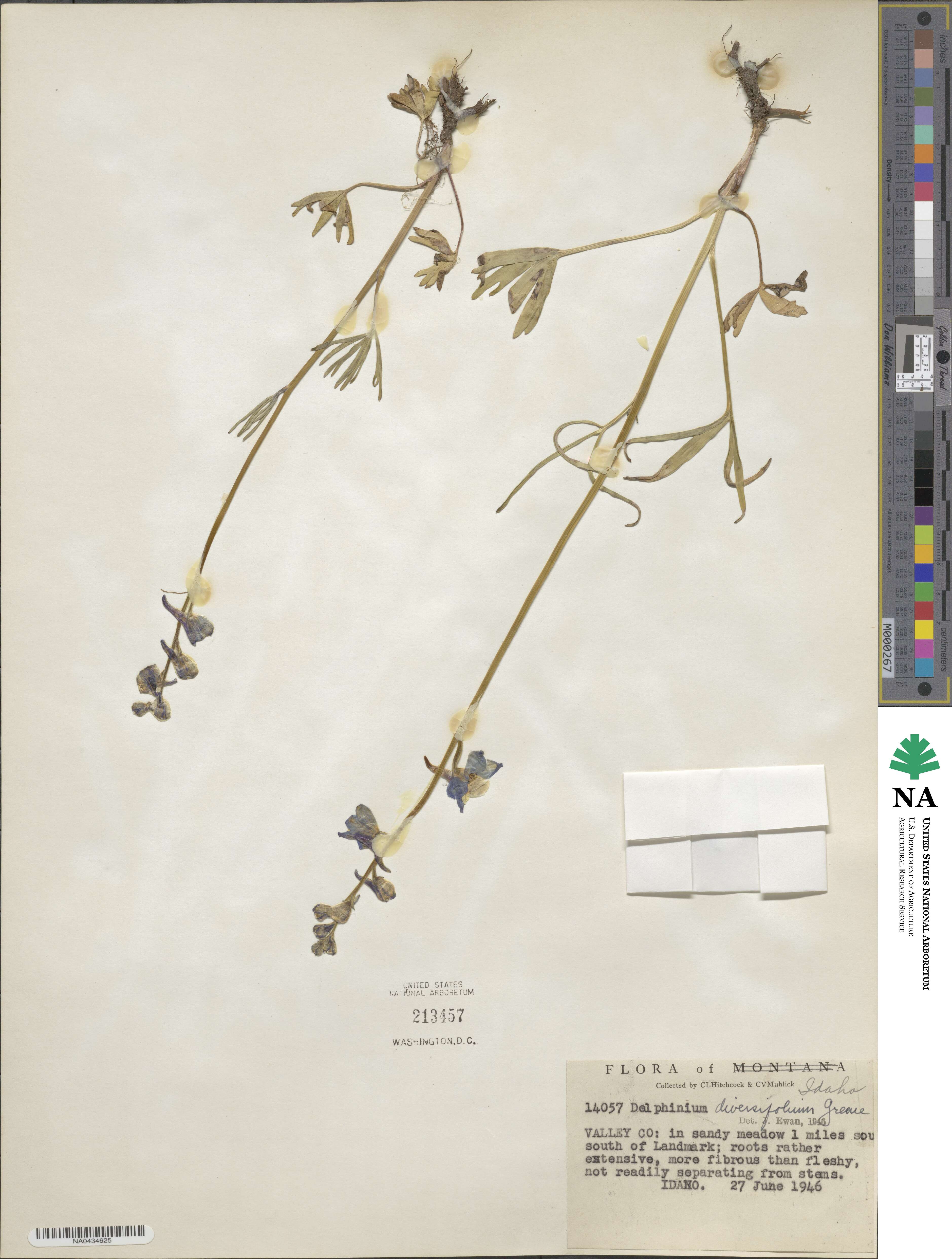 Delphinium depauperatum image