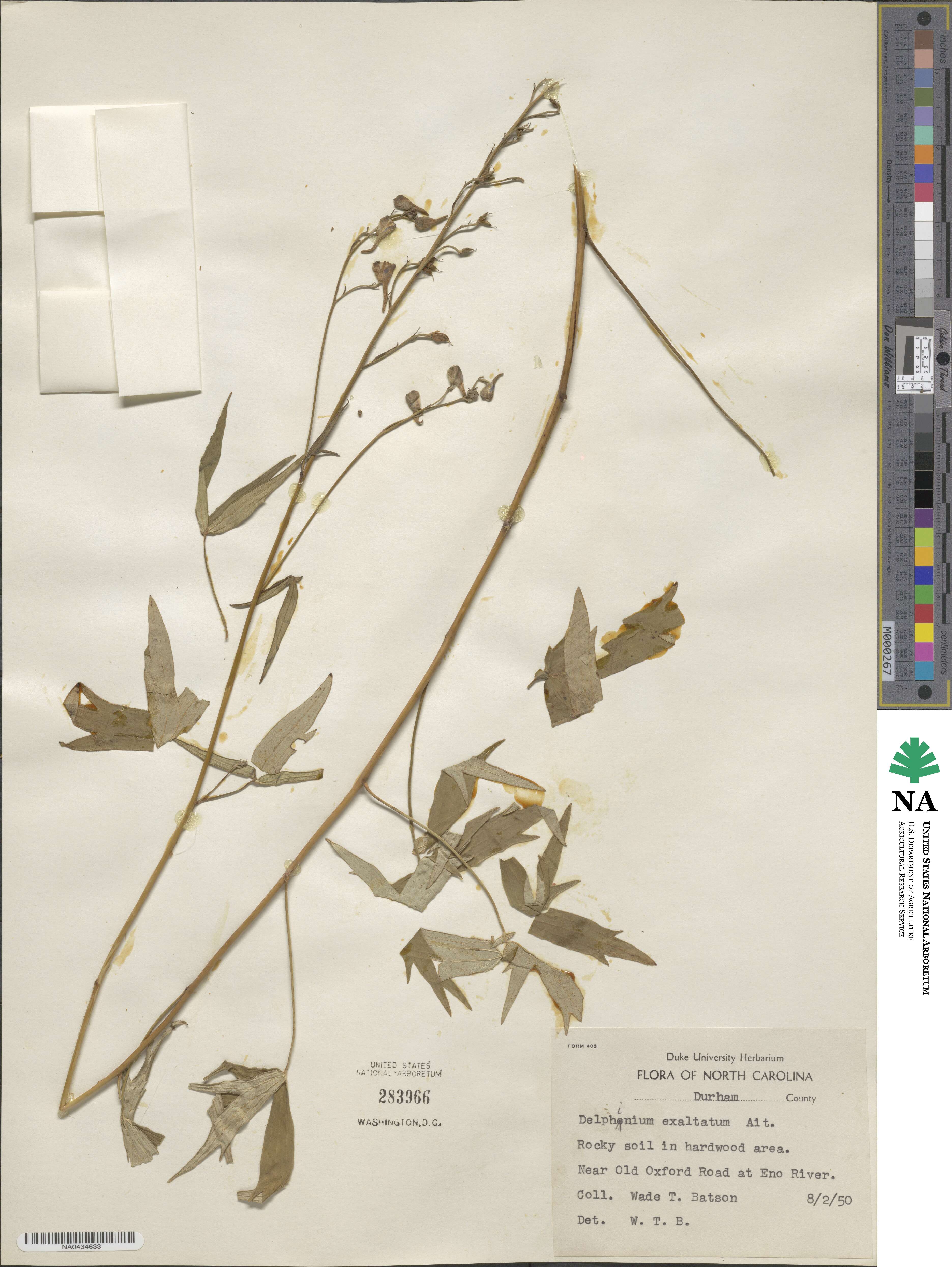 Delphinium exaltatum image