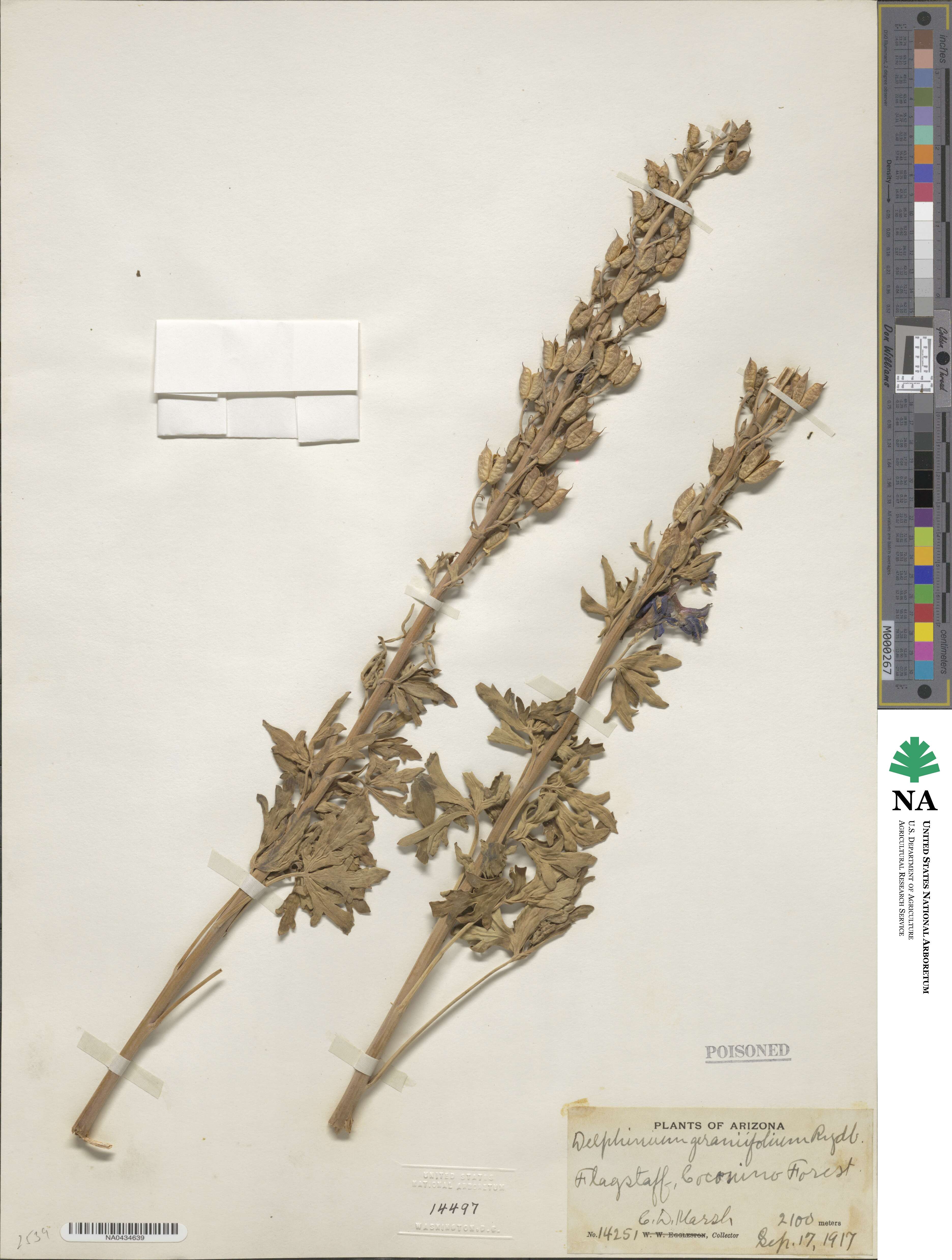 Delphinium geraniifolium image
