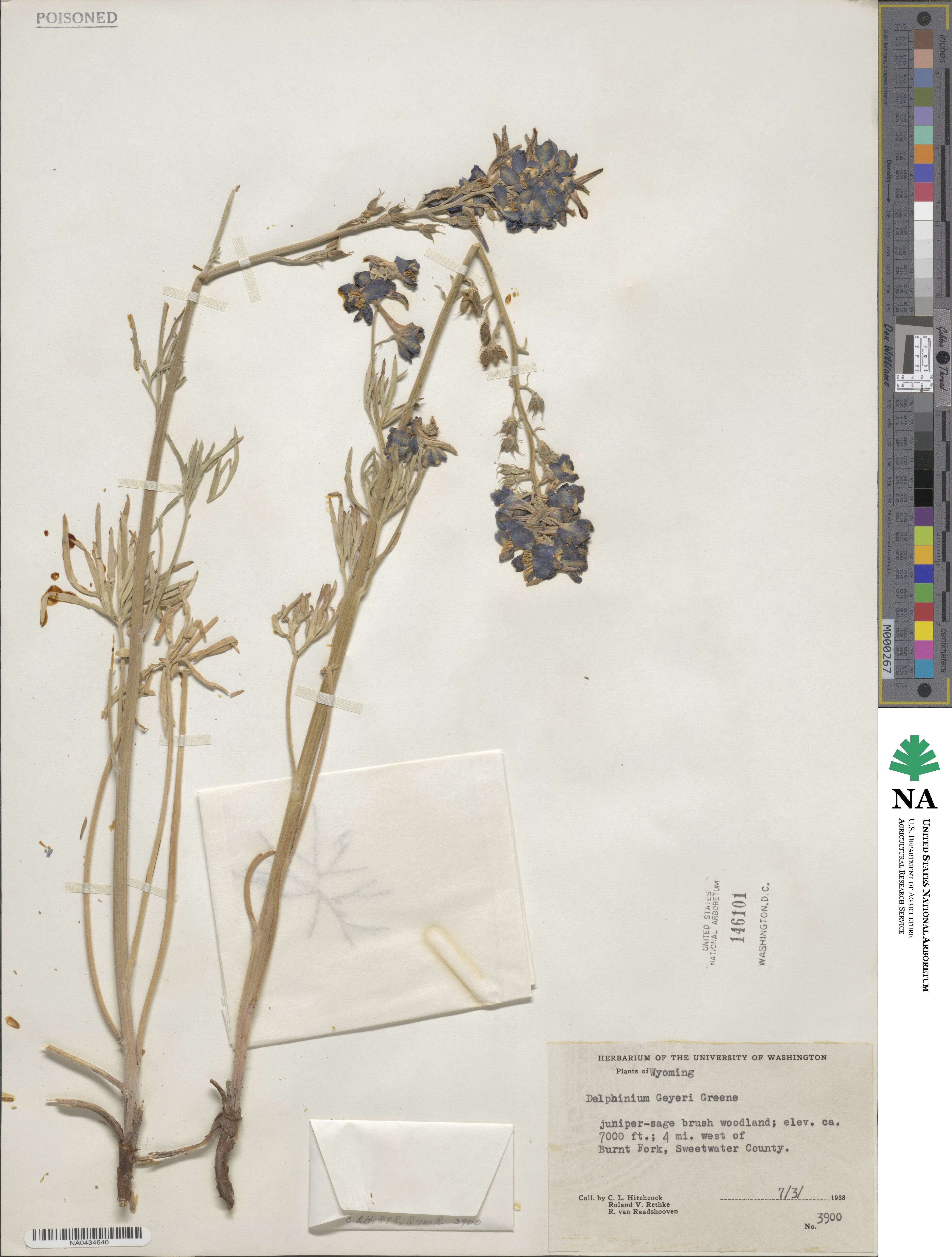 Delphinium geyeri image
