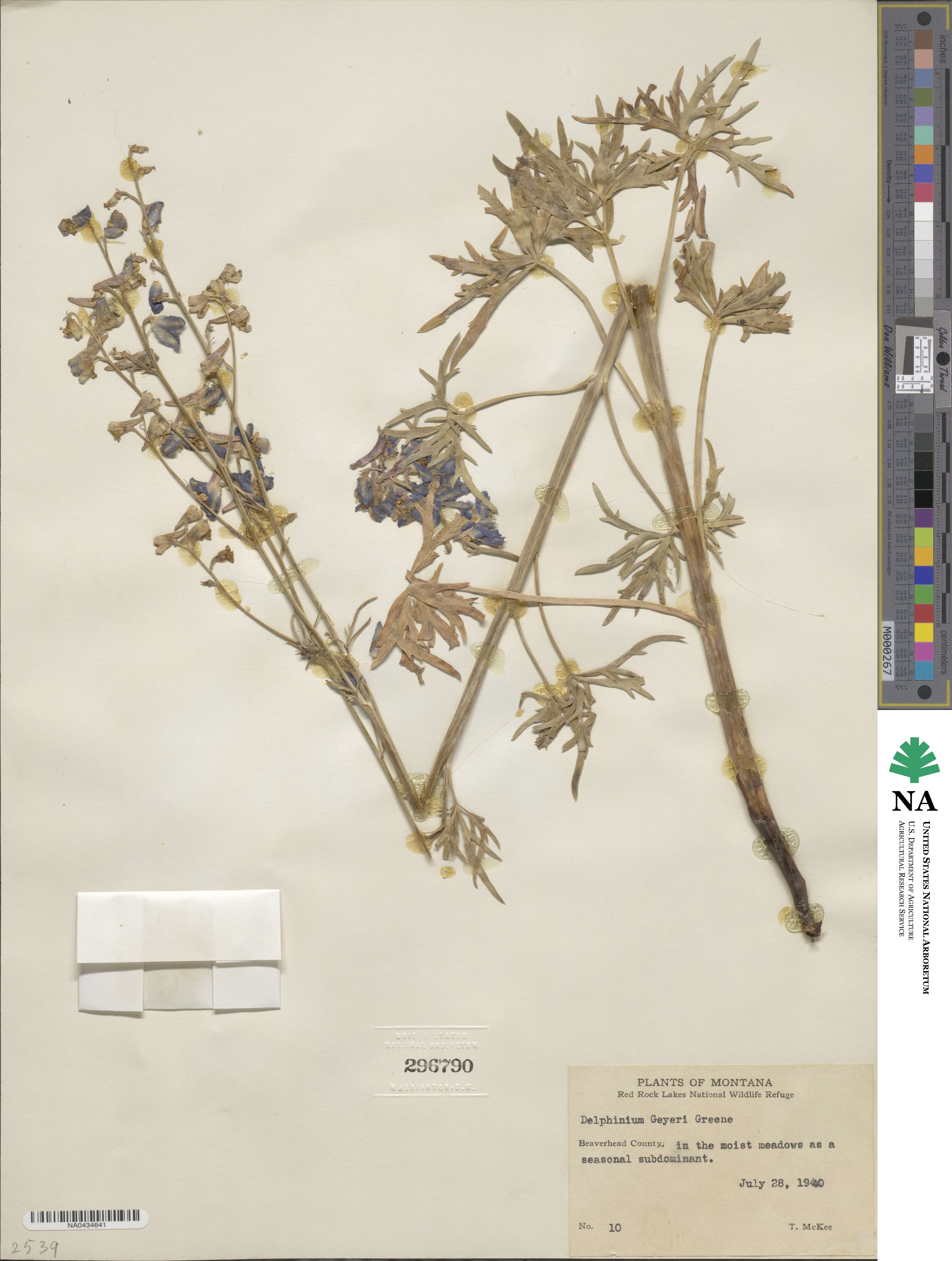 Delphinium geyeri image