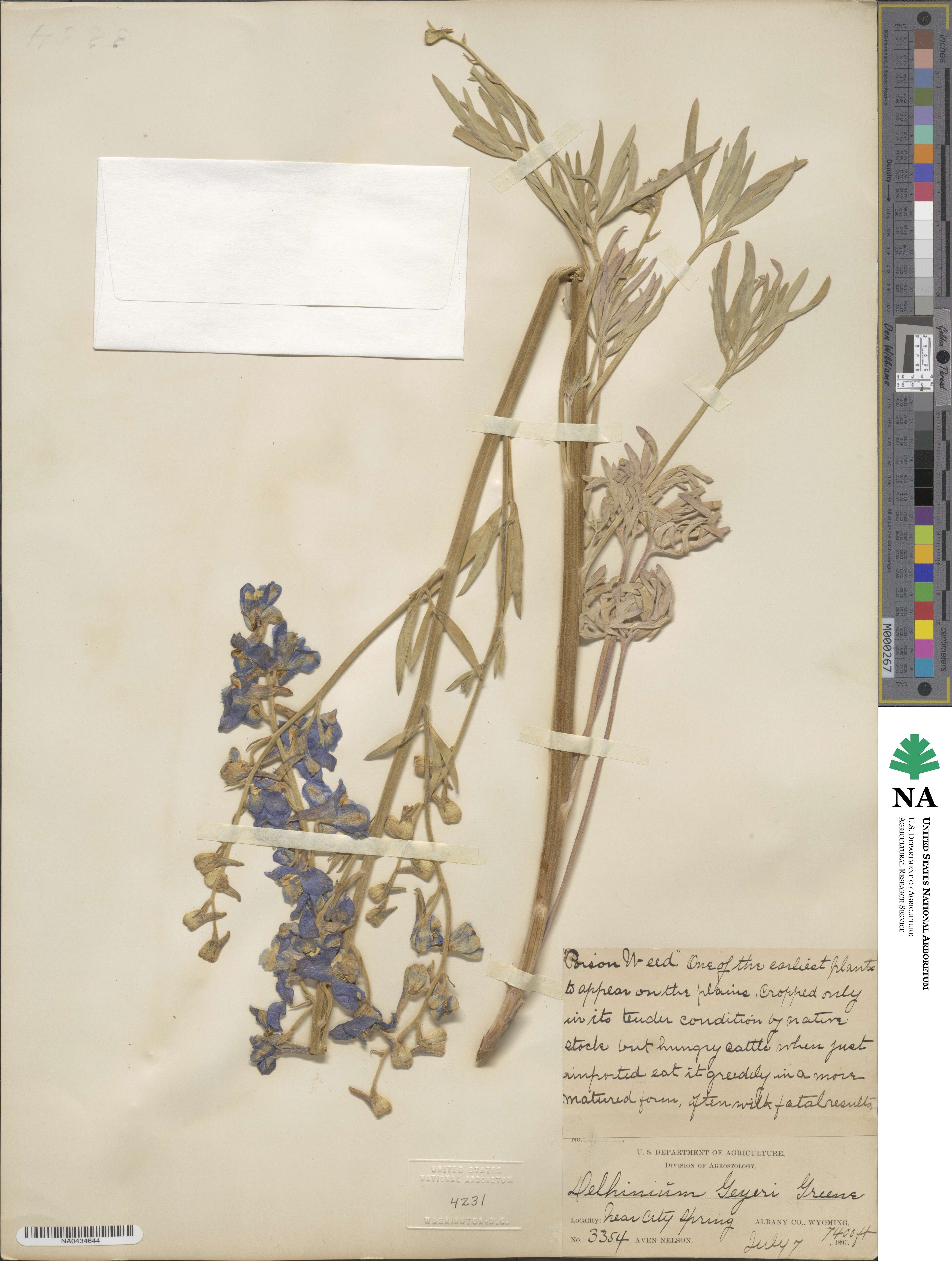 Delphinium geyeri image