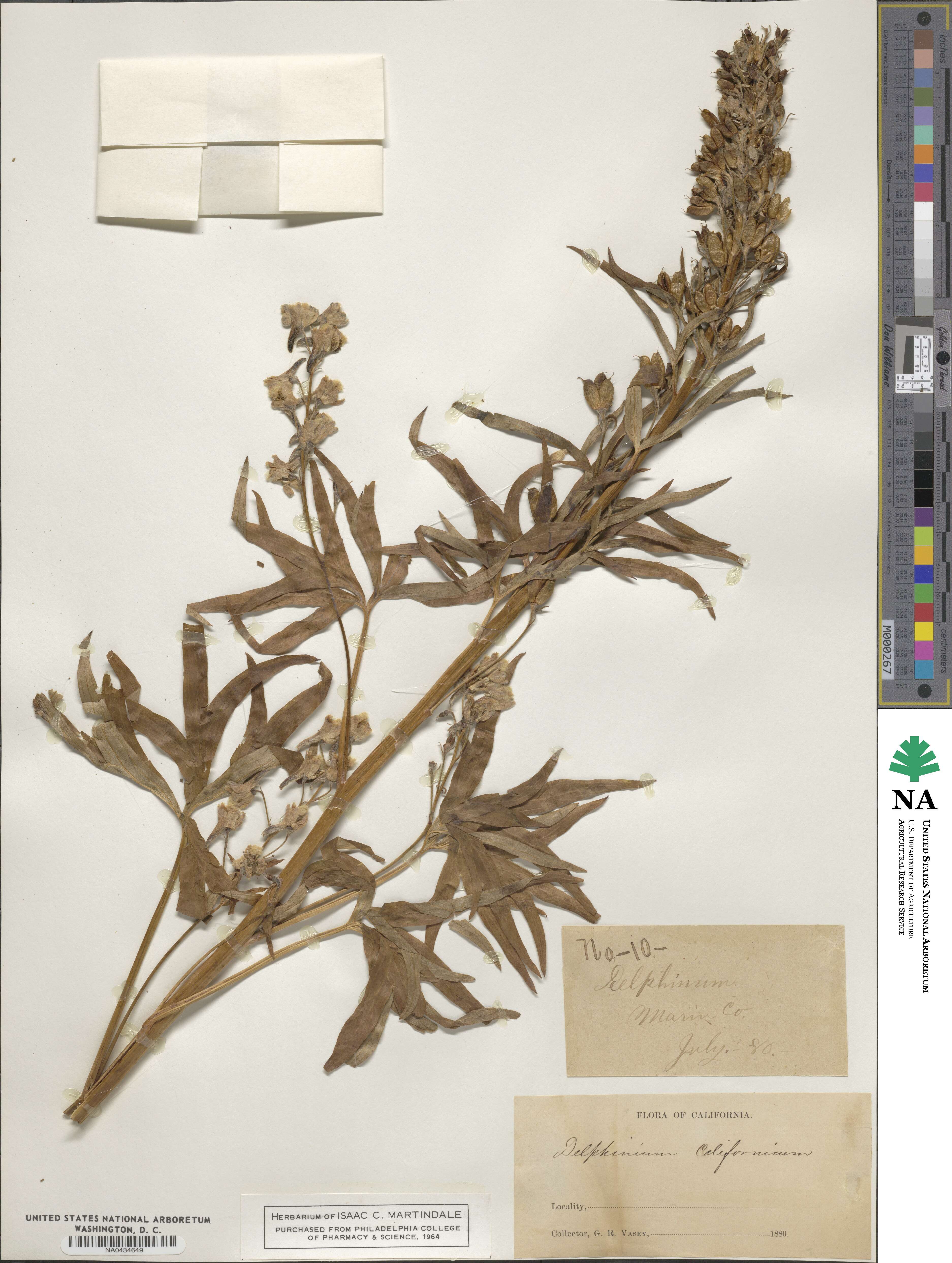 Delphinium californicum image