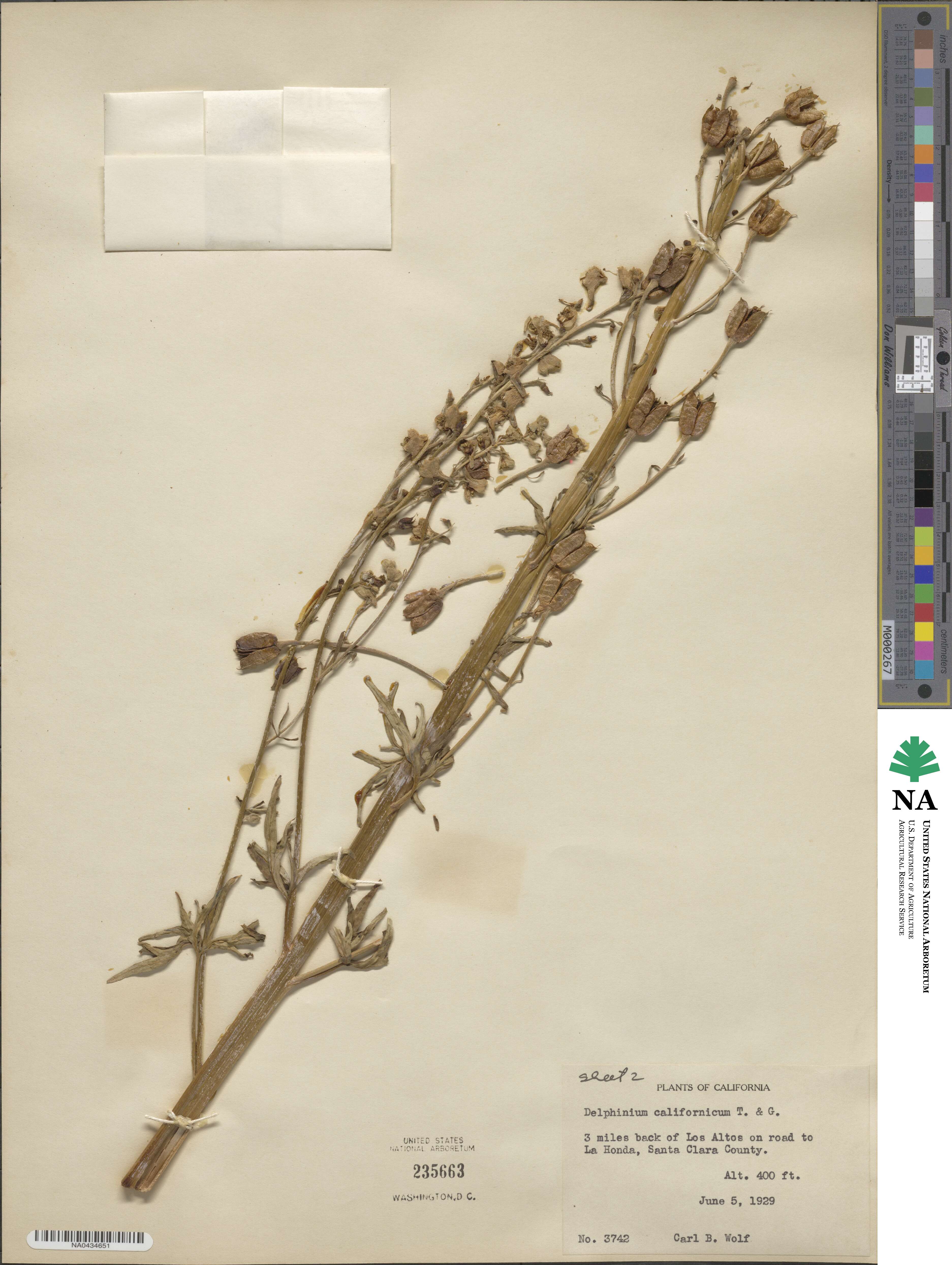 Delphinium californicum image