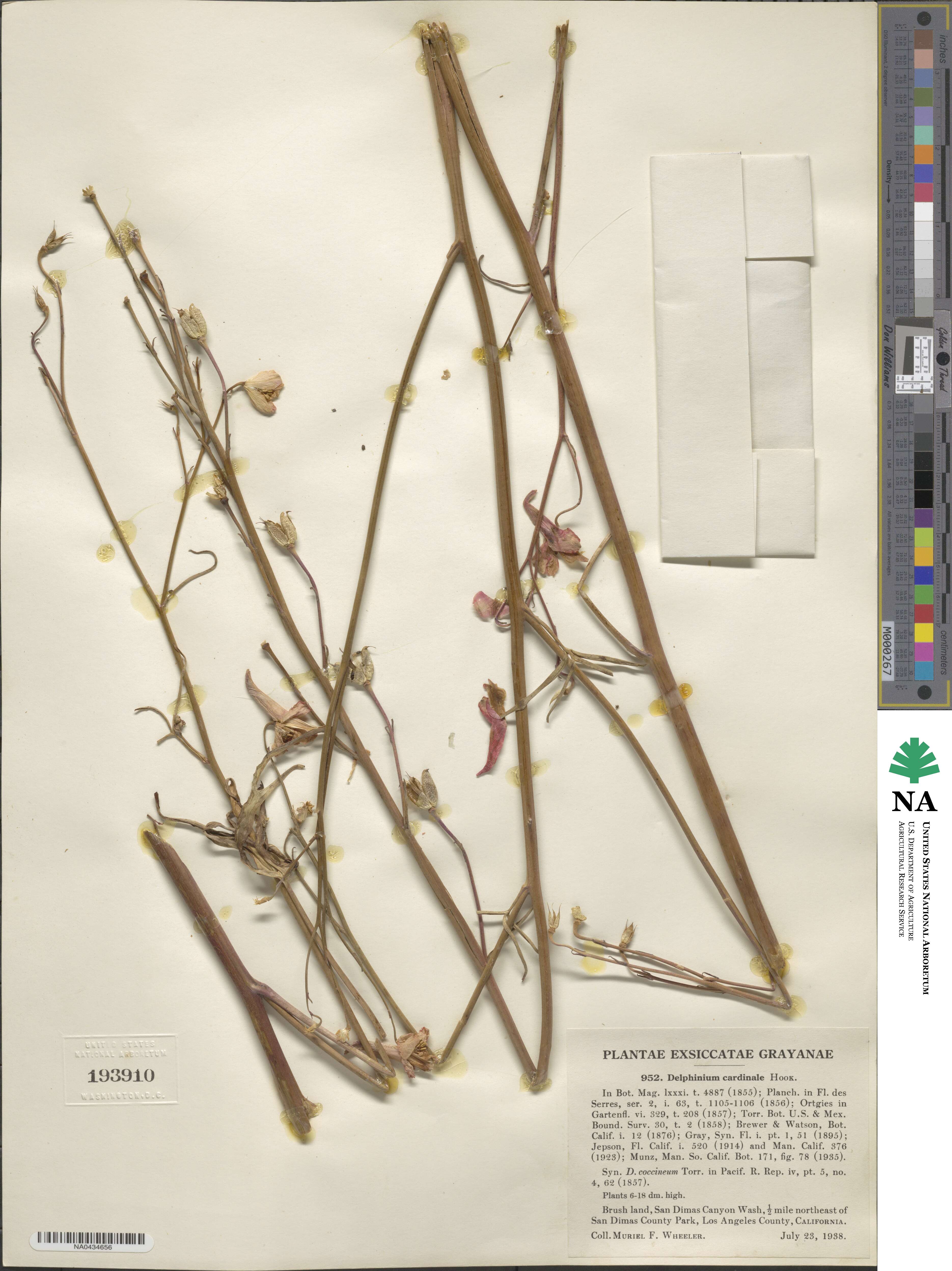 Delphinium cardinale image