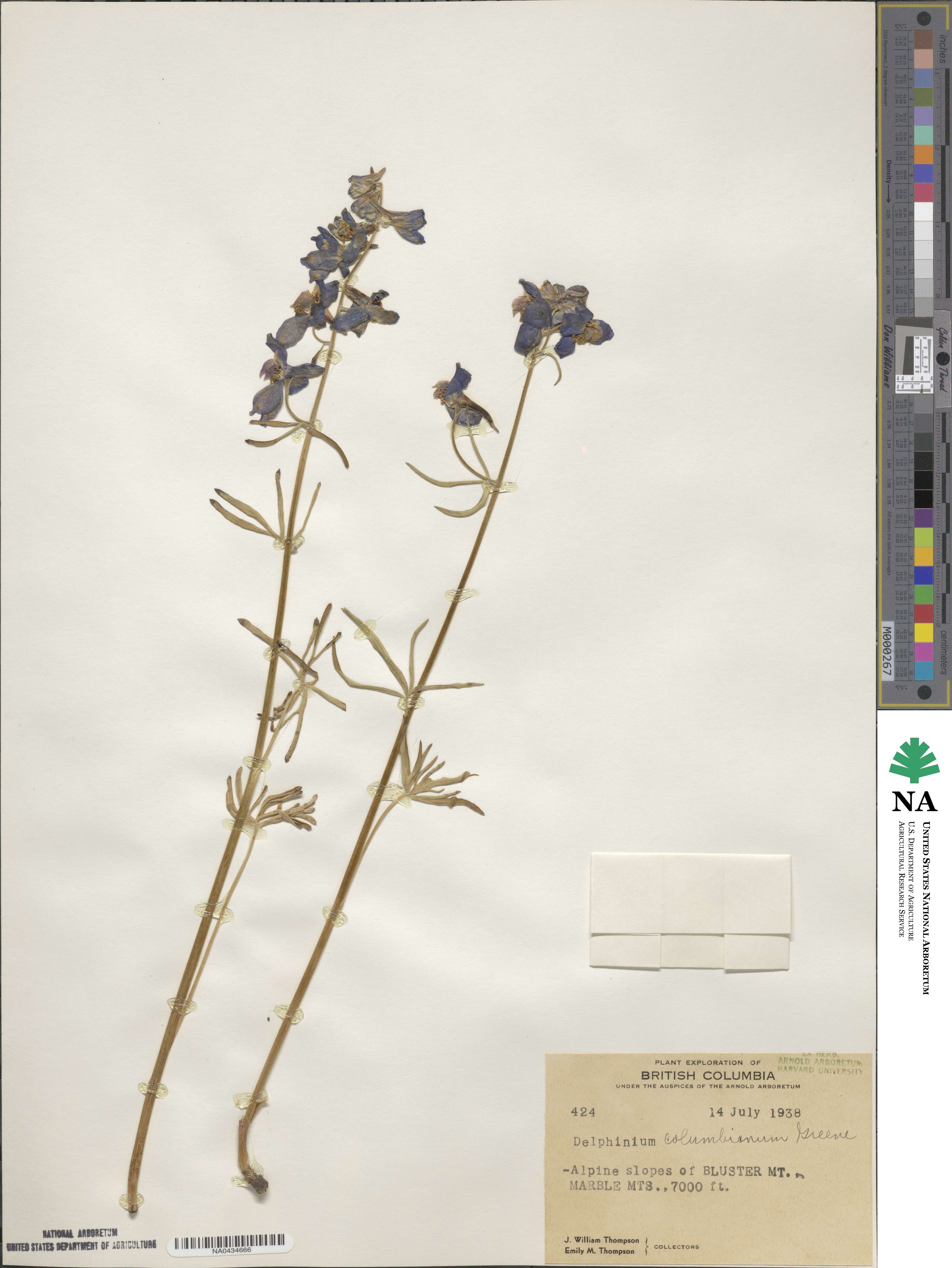 Delphinium nuttallii subsp. nuttallii image