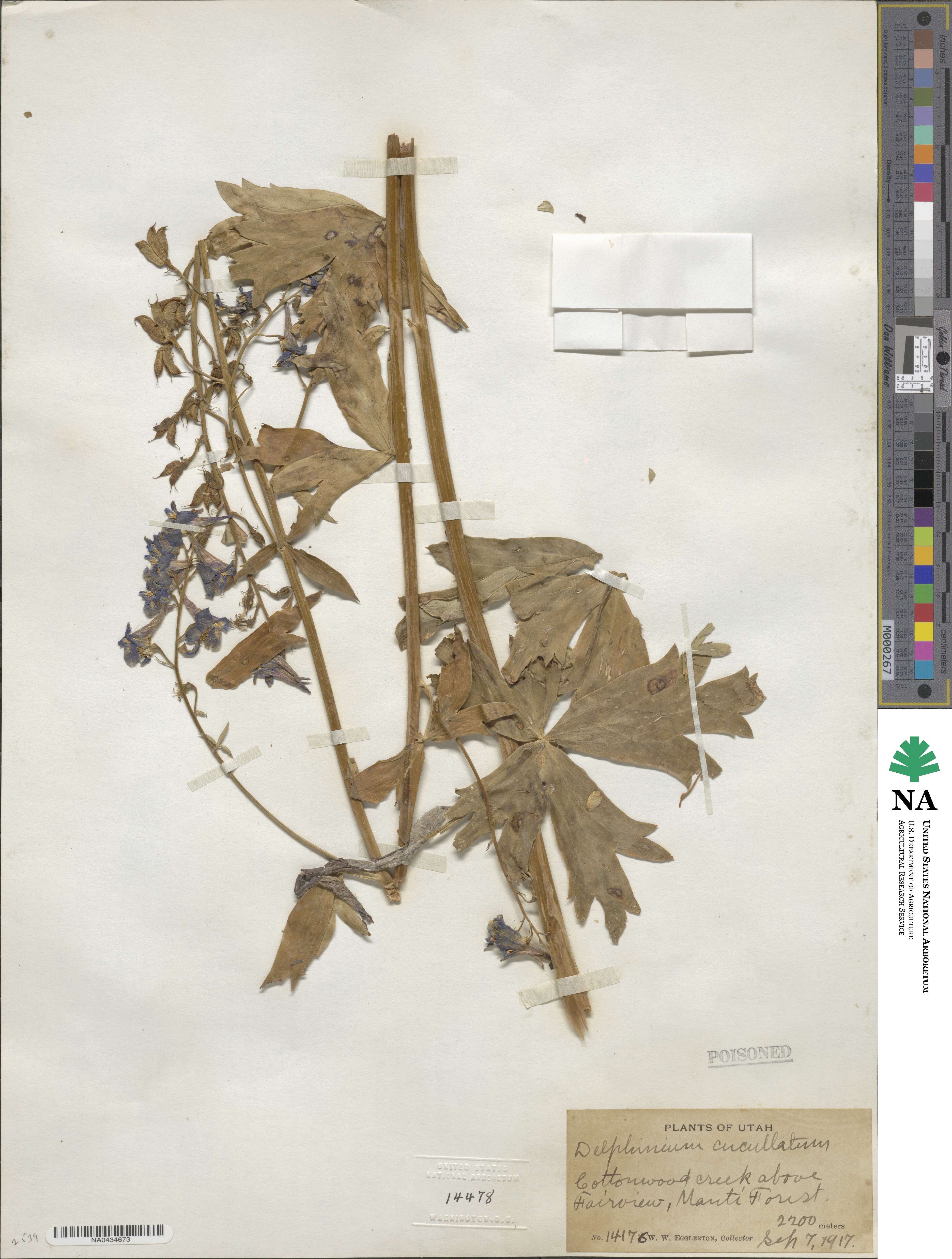 Delphinium × occidentale image