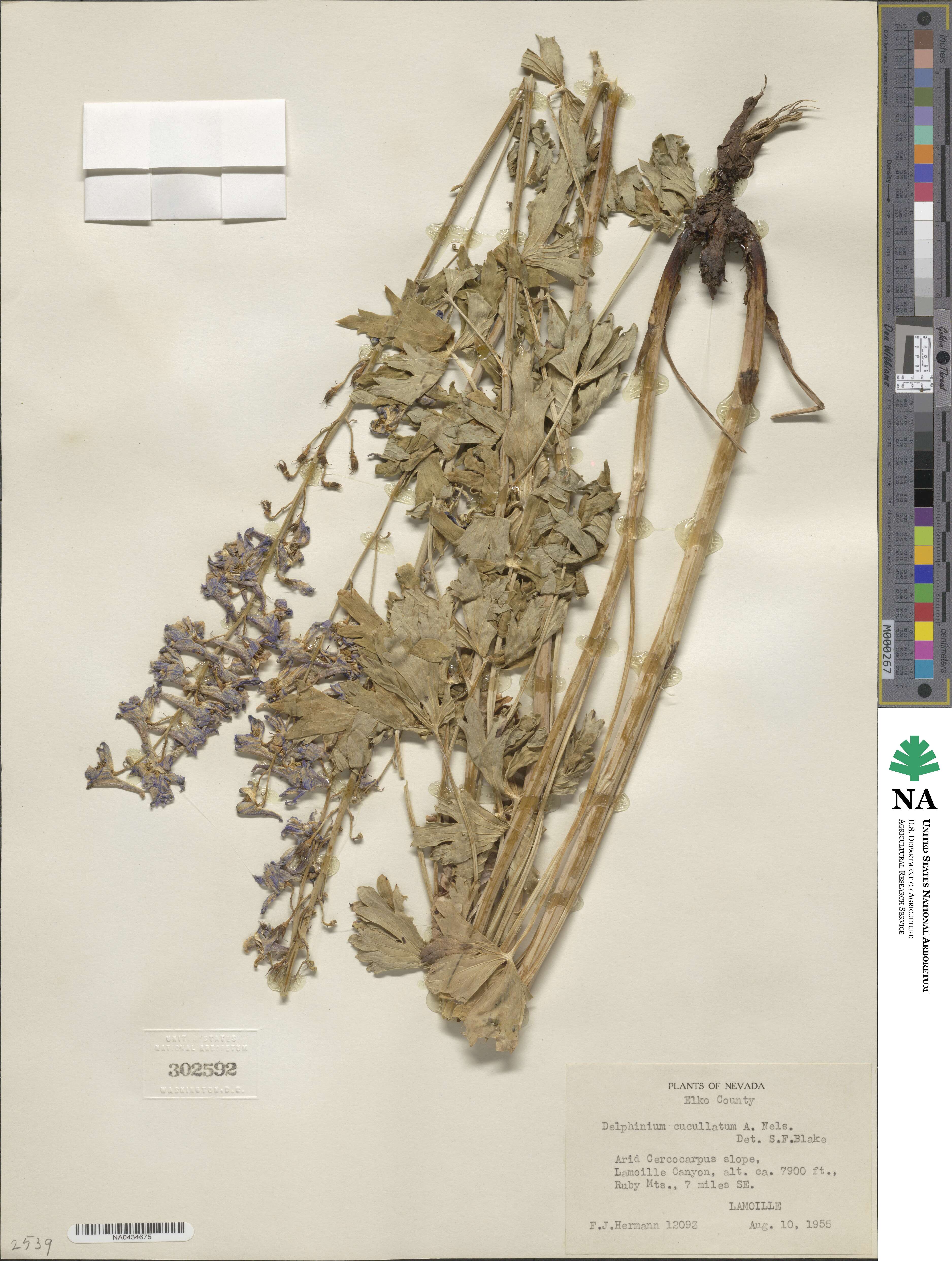 Delphinium × occidentale image