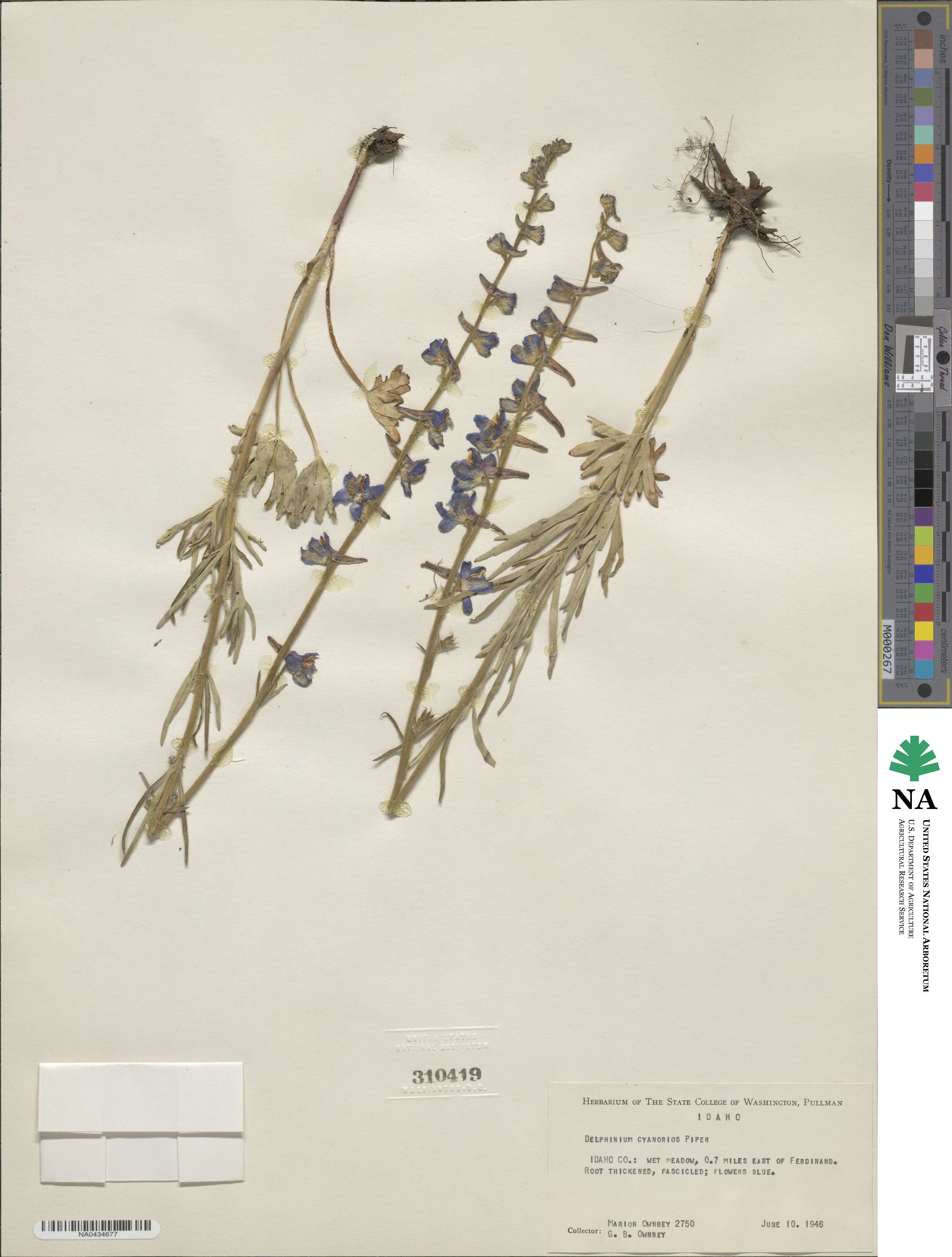 Delphinium depauperatum image