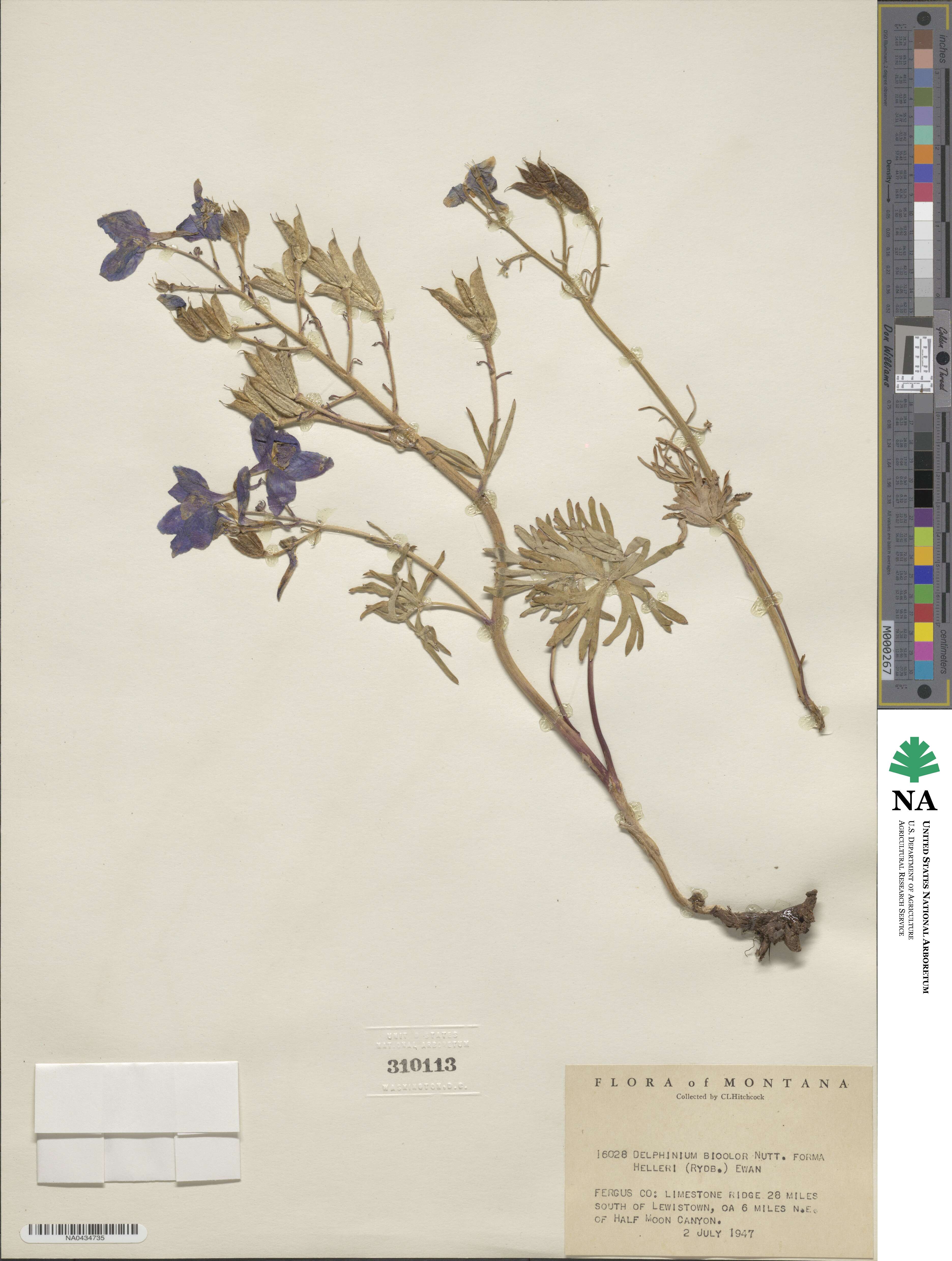 Delphinium bicolor subsp. bicolor image